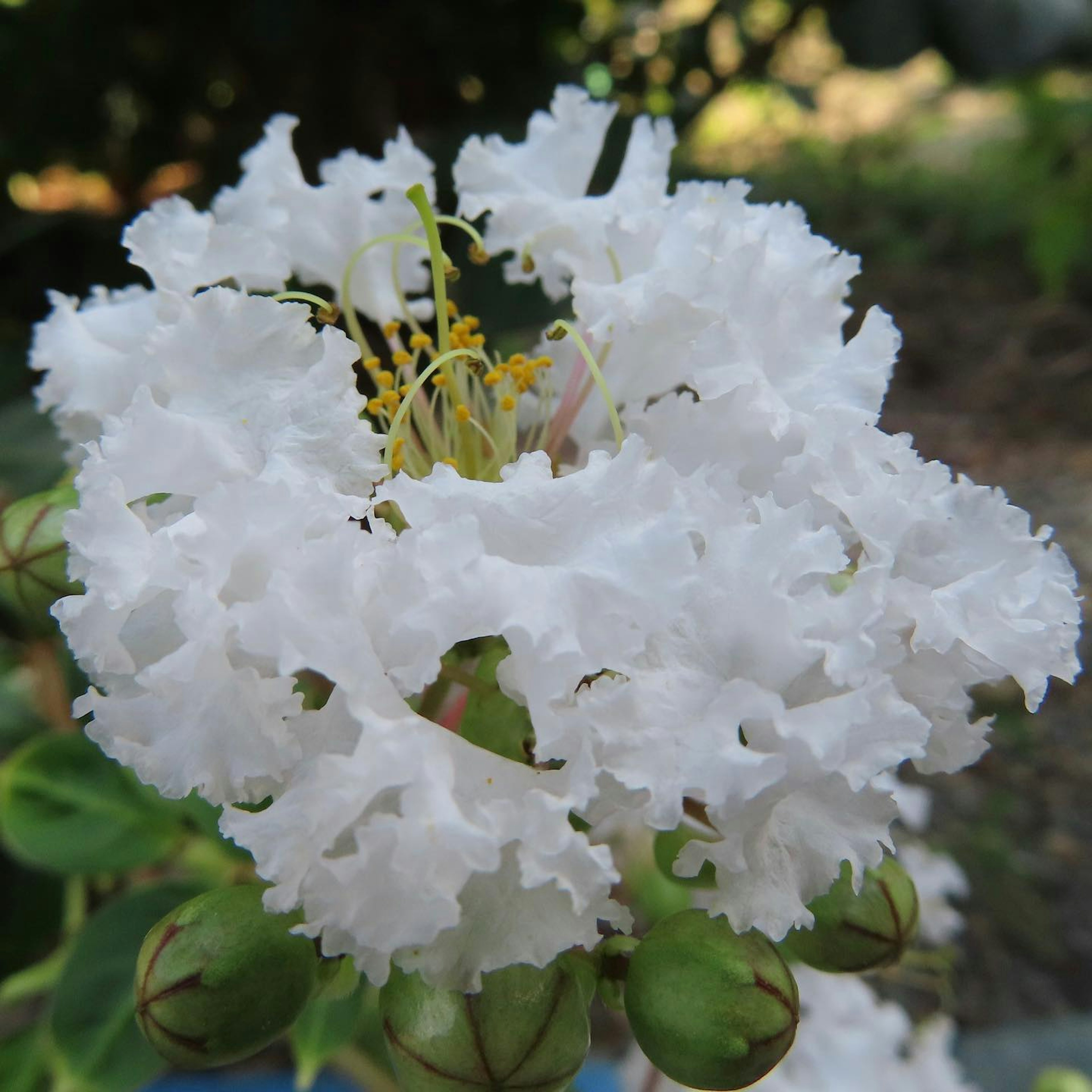 白いフリル状の花が集まっている様子