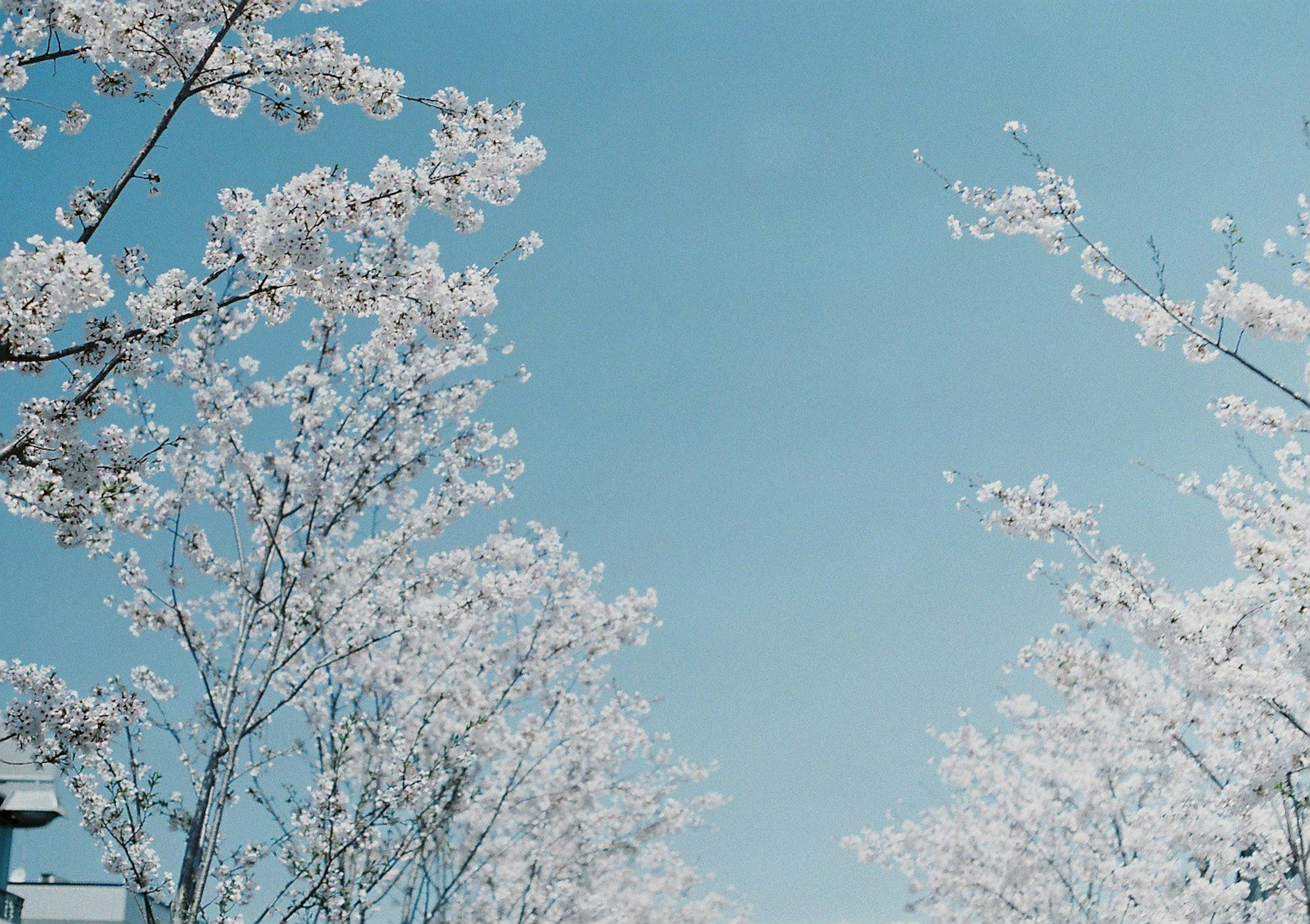 Pohon sakura yang mekar di bawah langit biru yang cerah