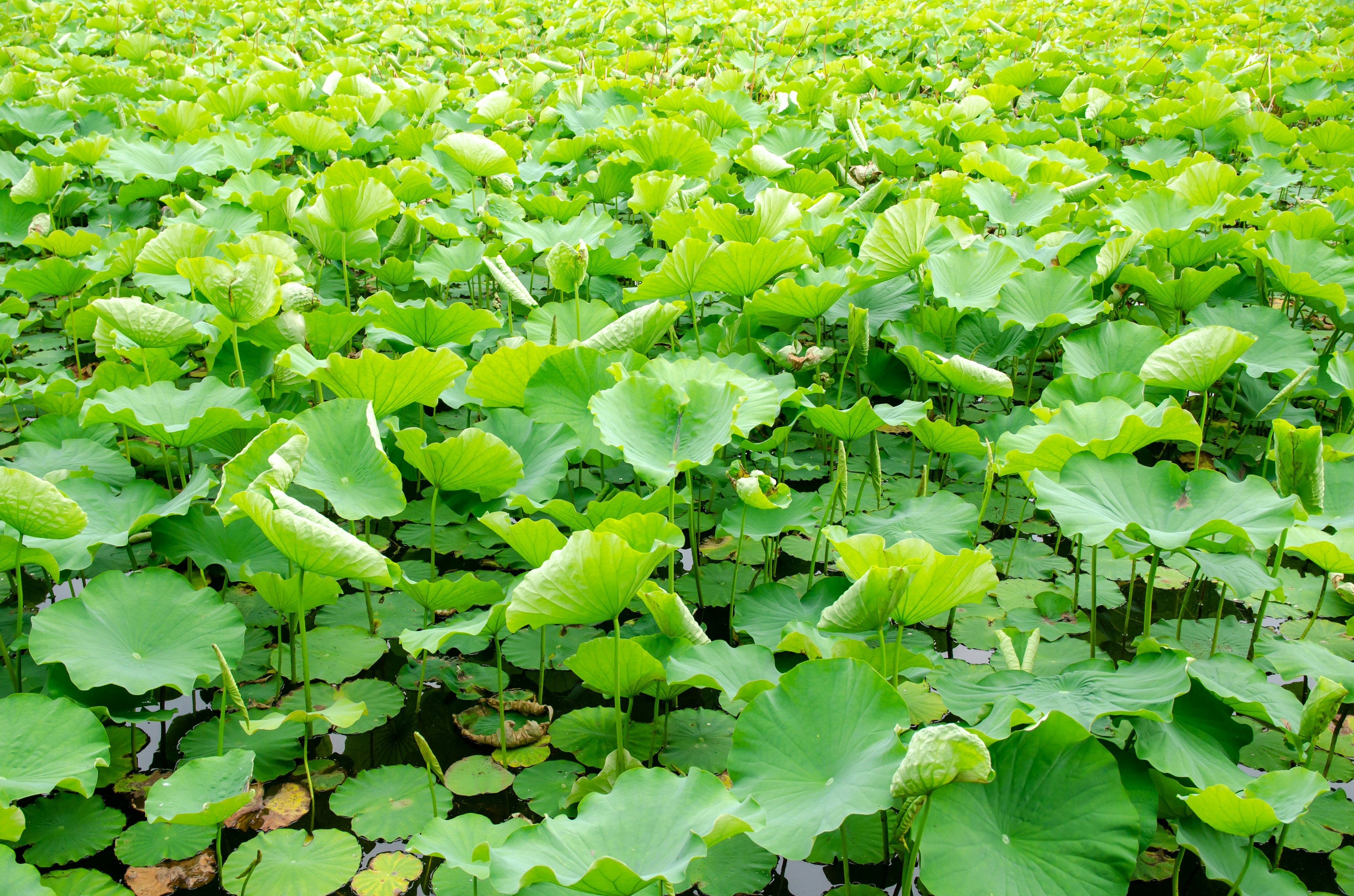 Una amplia extensión de hojas de loto verdes en un estanque