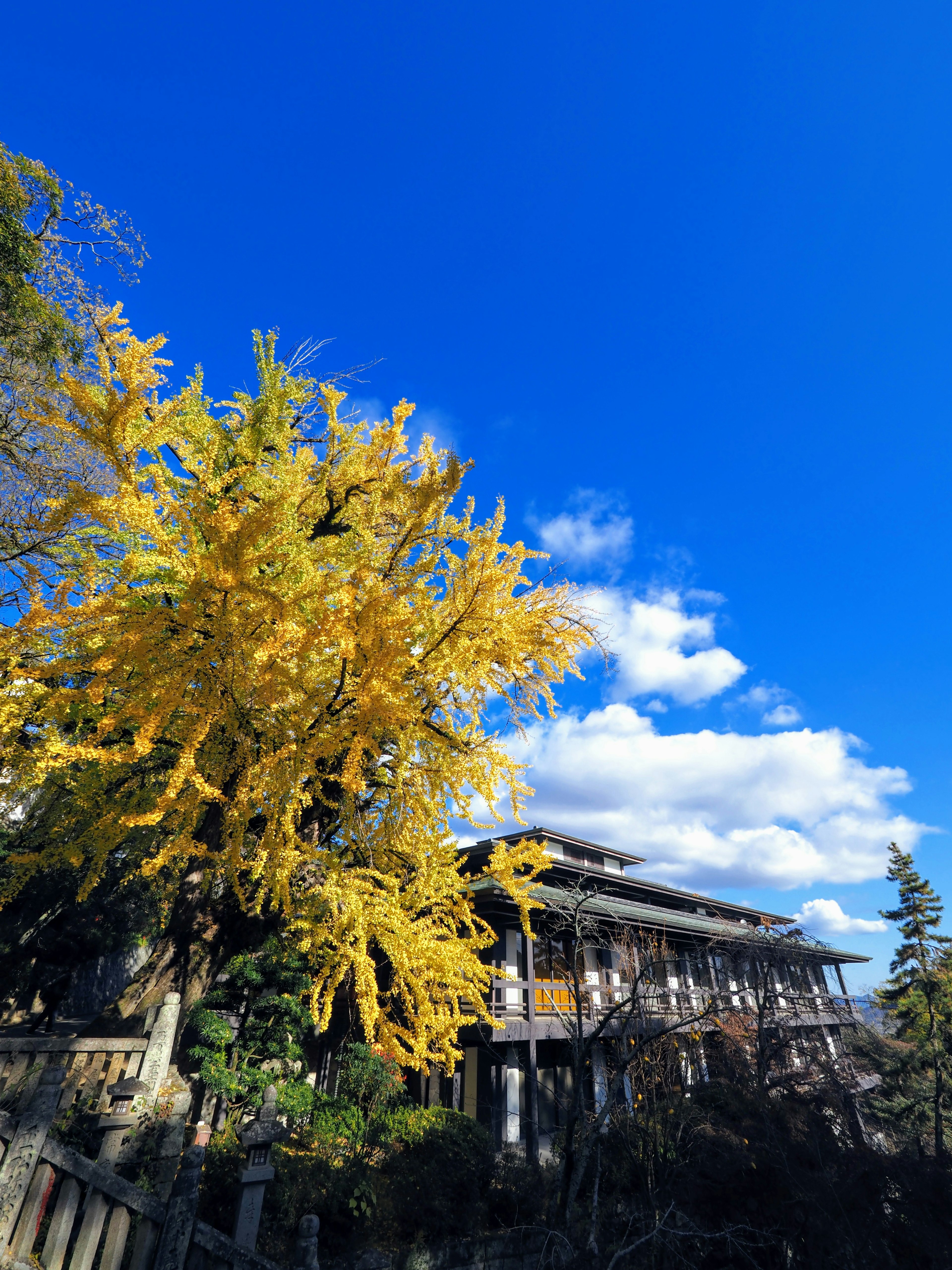 Yellow ginkgo tree under a blue sky with a traditional building