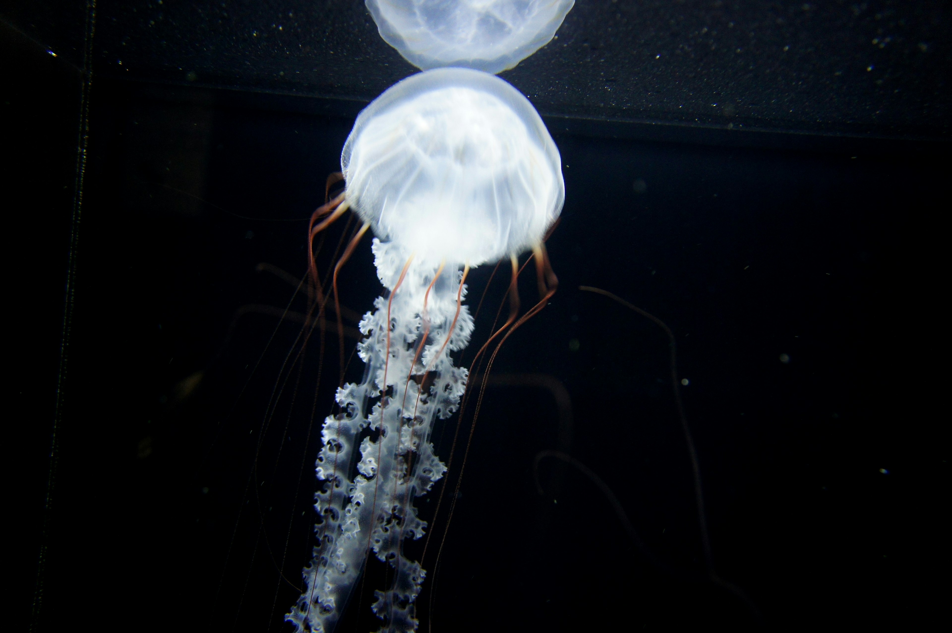 在黑暗的水族馆背景下漂浮的透明水母的图像