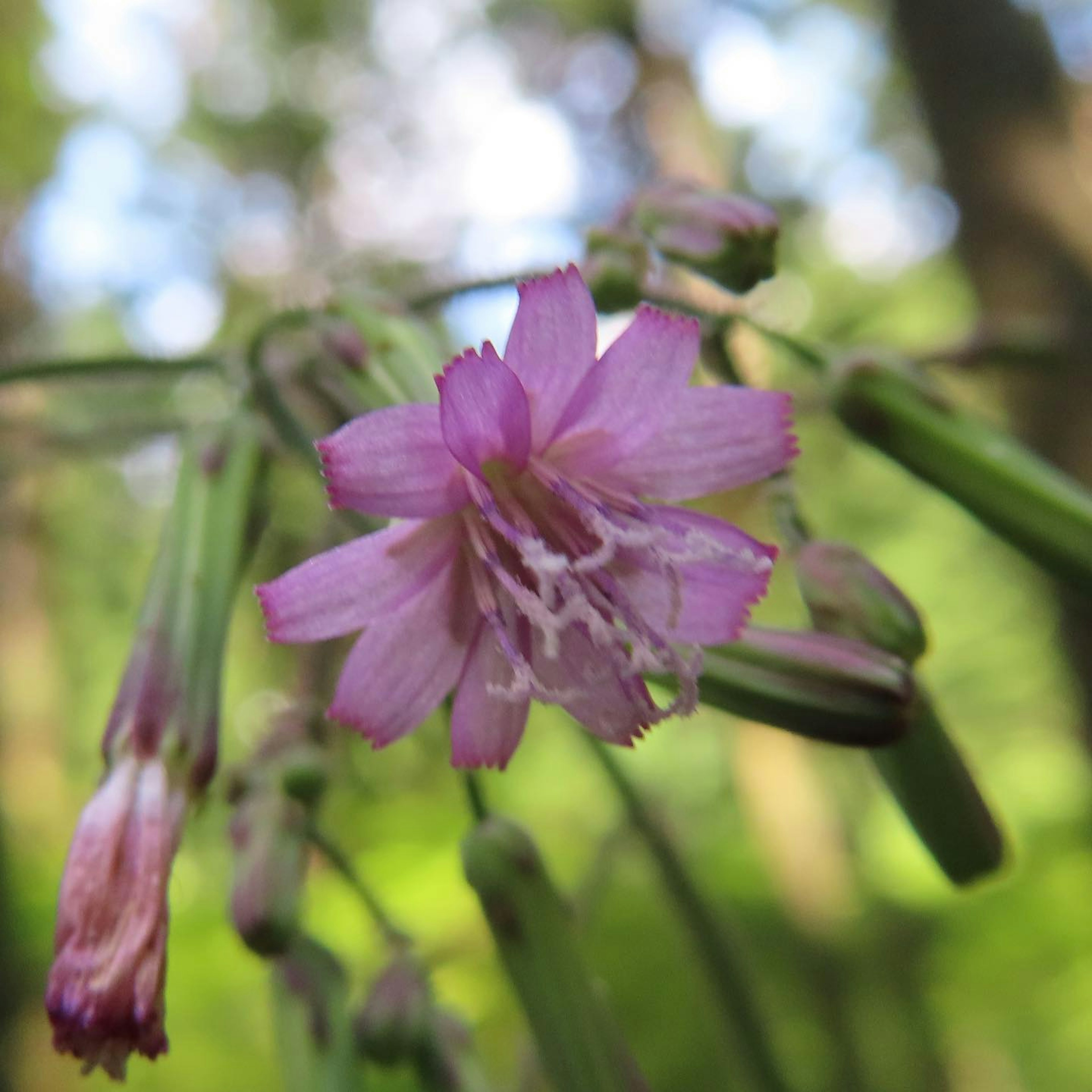 薄紫色の花と緑の背景を持つ植物のクローズアップ