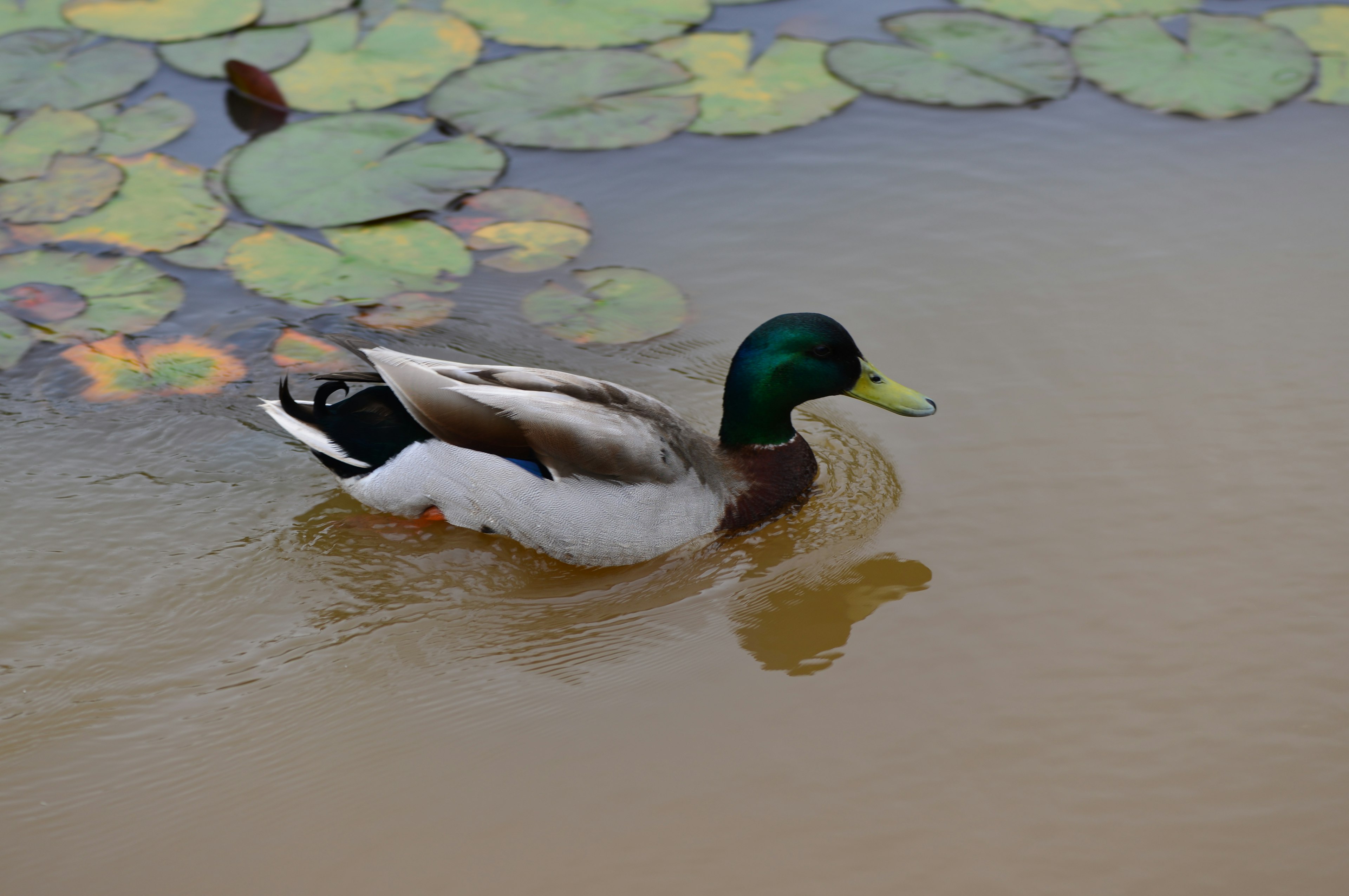 Seekor bebek mallard berenang di atas air dengan kepala hijau dan paruh kuning