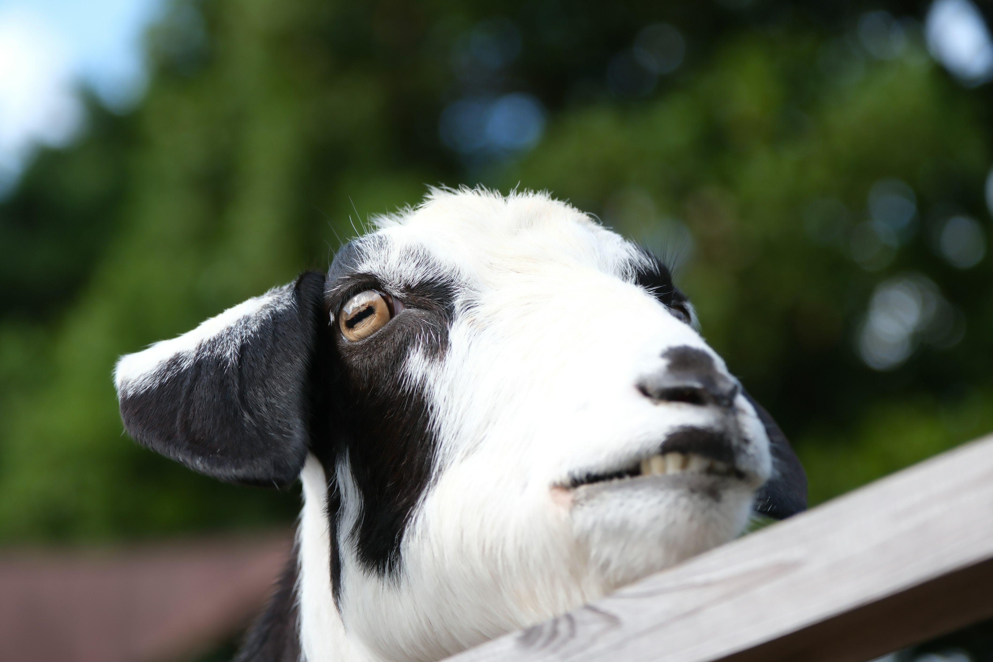 Black and white goat leaning on a wooden fence