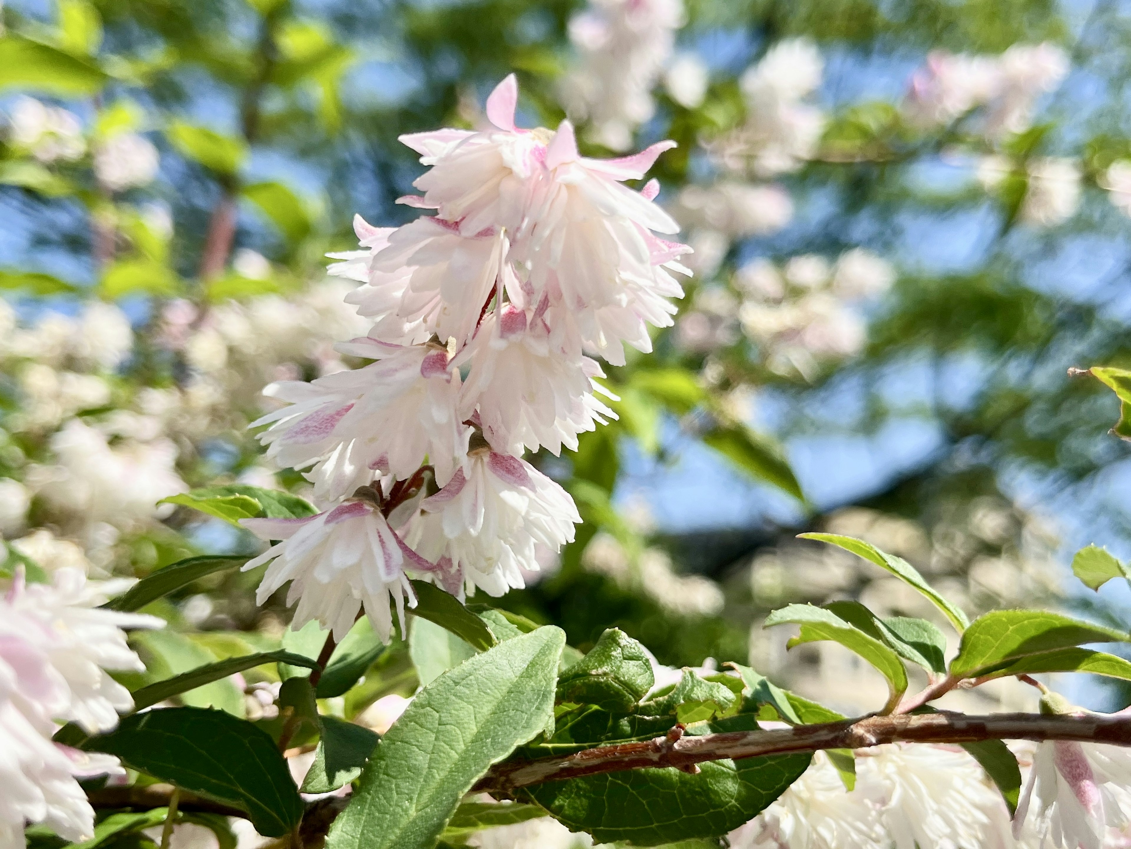 白い花と緑の葉が特徴的な植物のクローズアップ