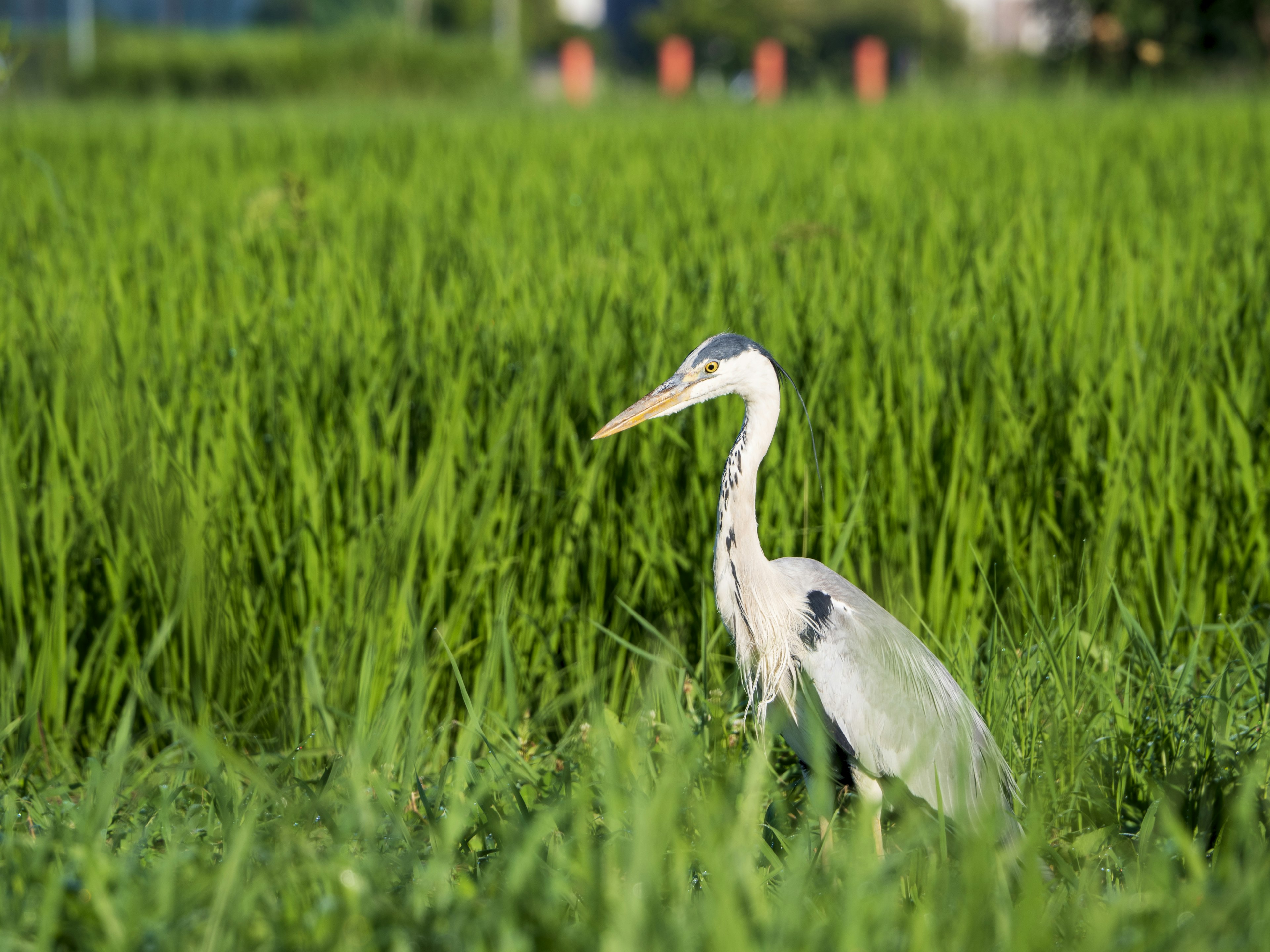 Un héron se tenant dans des champs de riz verts luxuriants