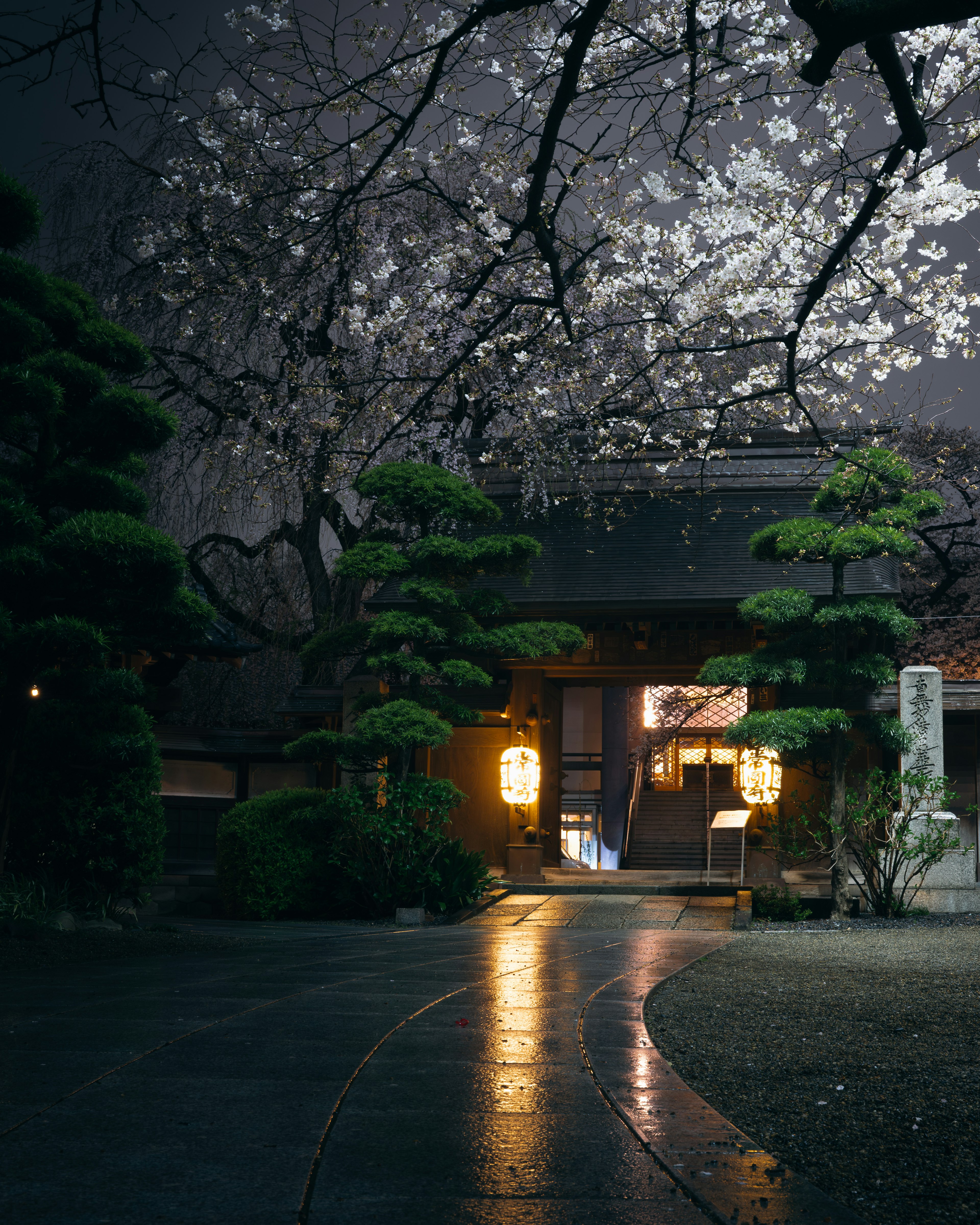 Kurvenweg vor einem traditionellen japanischen Haus mit Kirschblüten bei Nacht