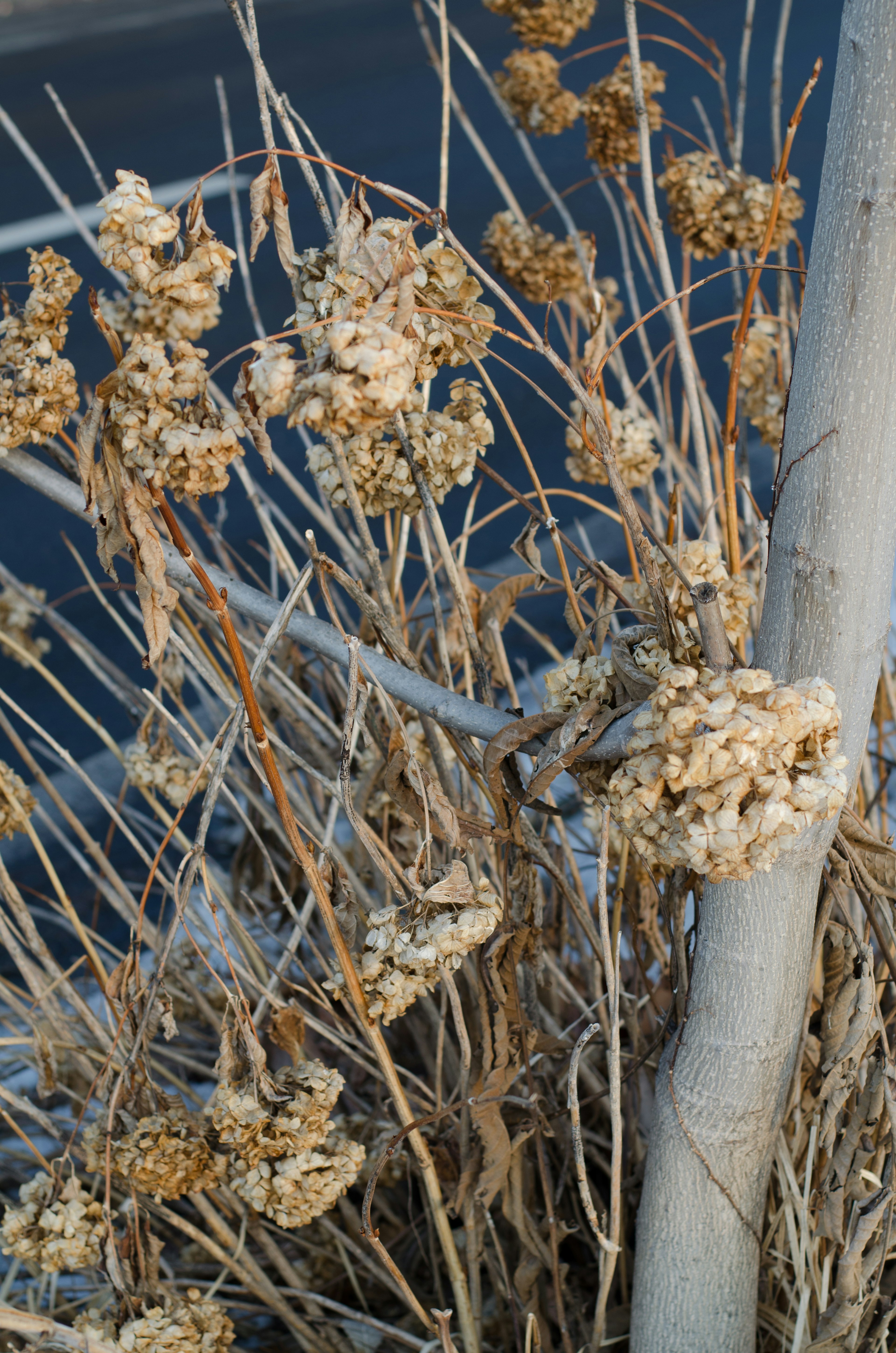 Close-up of dried plants featuring brown flower clusters and slender stems