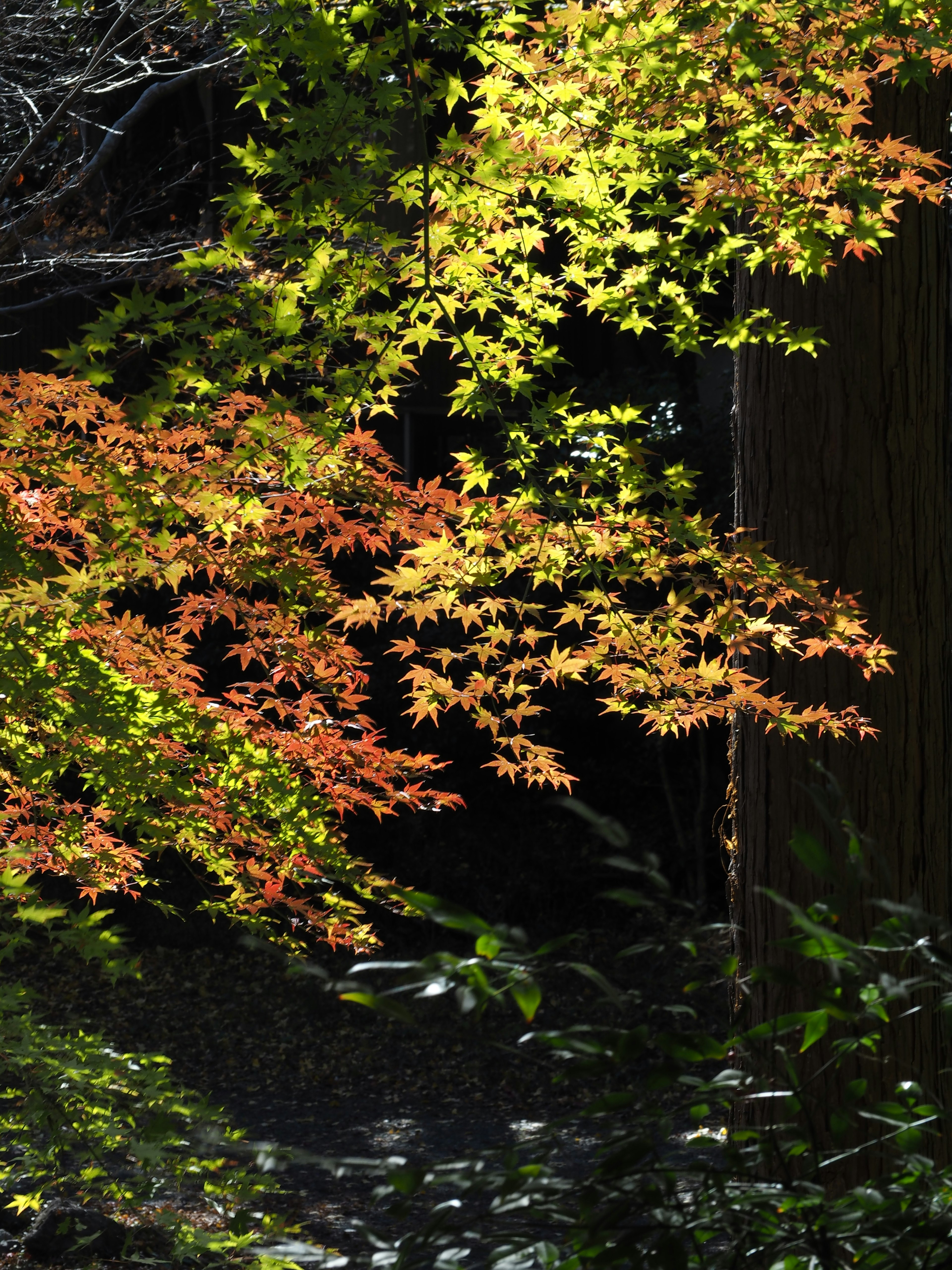 Hojas de otoño vibrantes en verde y naranja contrastando con un fondo oscuro