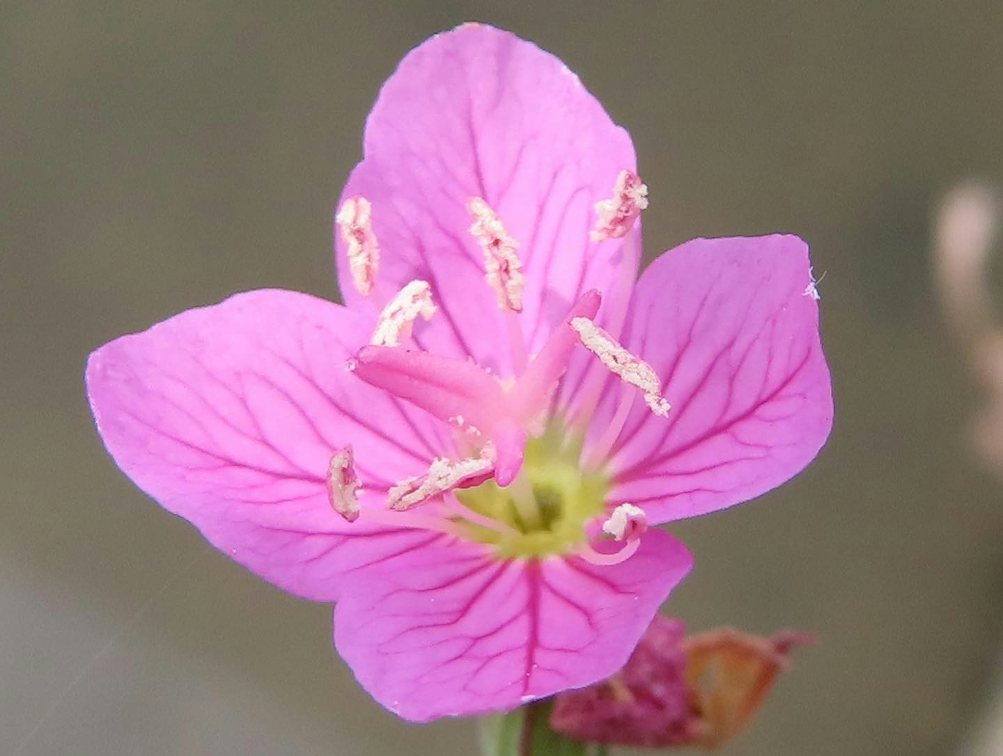 Acercamiento de una flor con pétalos rosas vibrantes