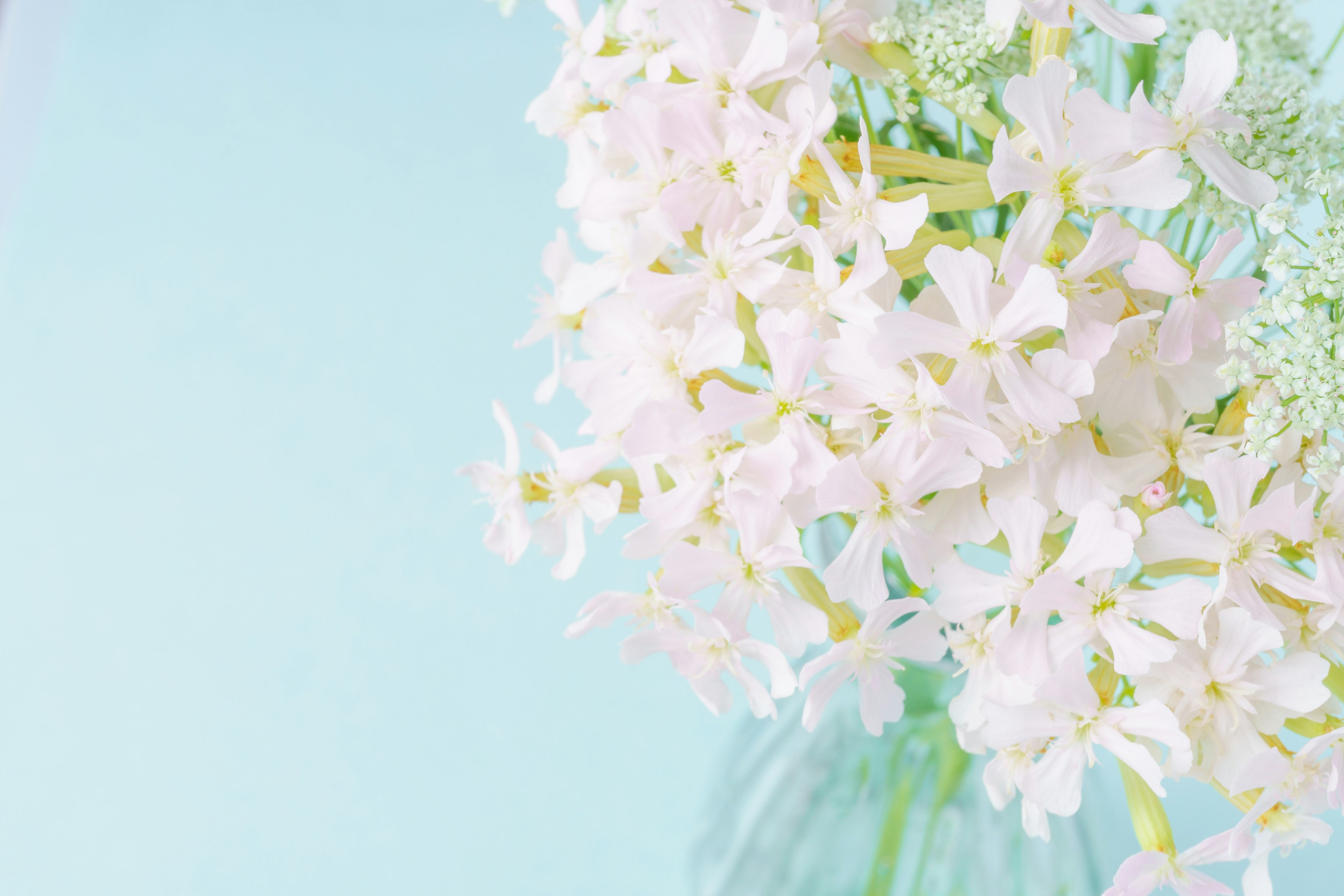 A close-up of white flowers in a vase against a light blue background