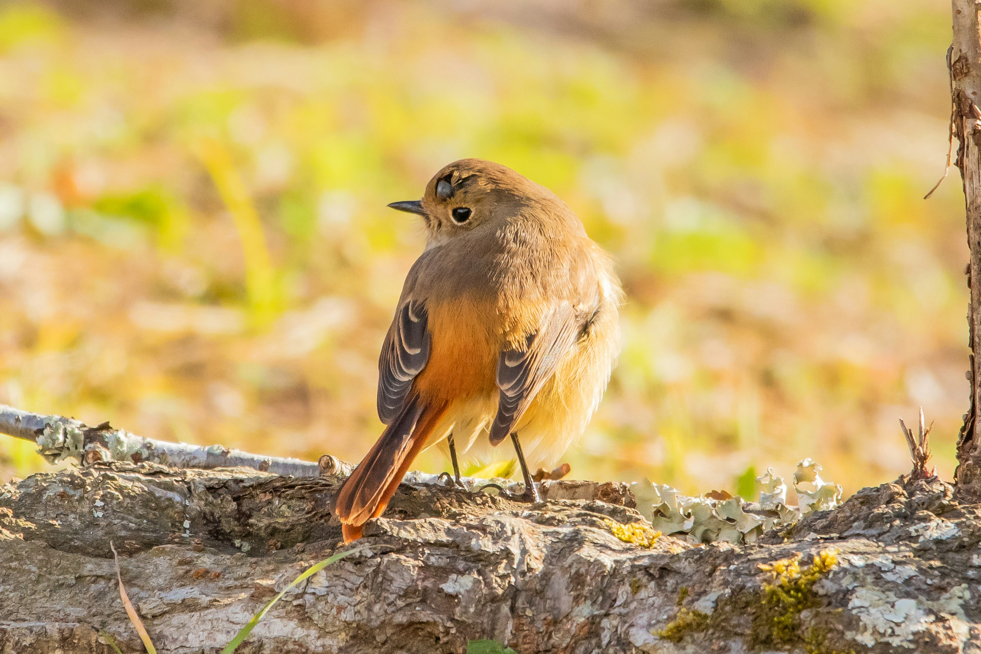 Ein kleiner Vogel, der auf einem Ast sitzt, mit orangefarbenen und braunen Federn auf dem Rücken verschwommener natürlicher Hintergrund