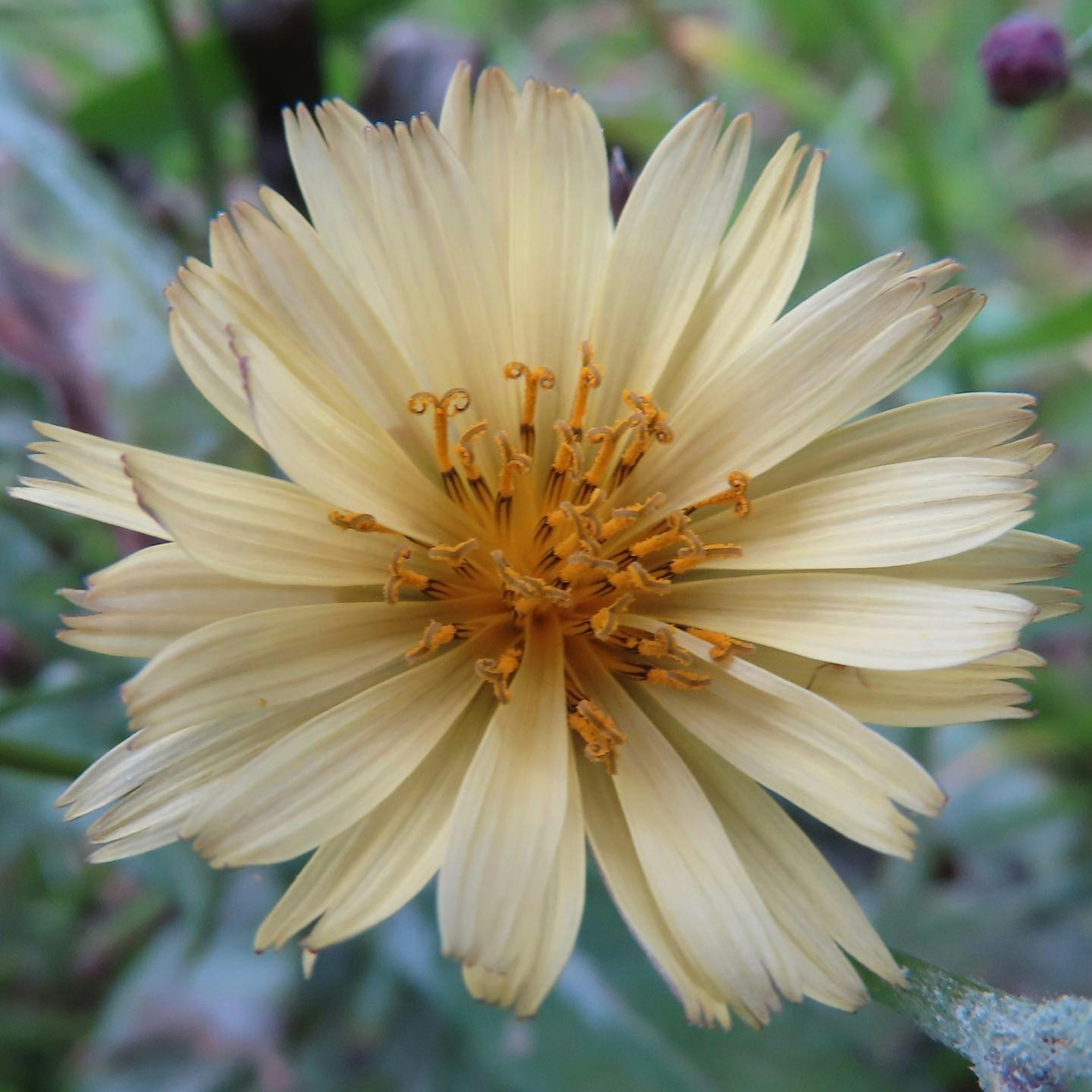 Close-up of a pale yellow flower with orange stamens