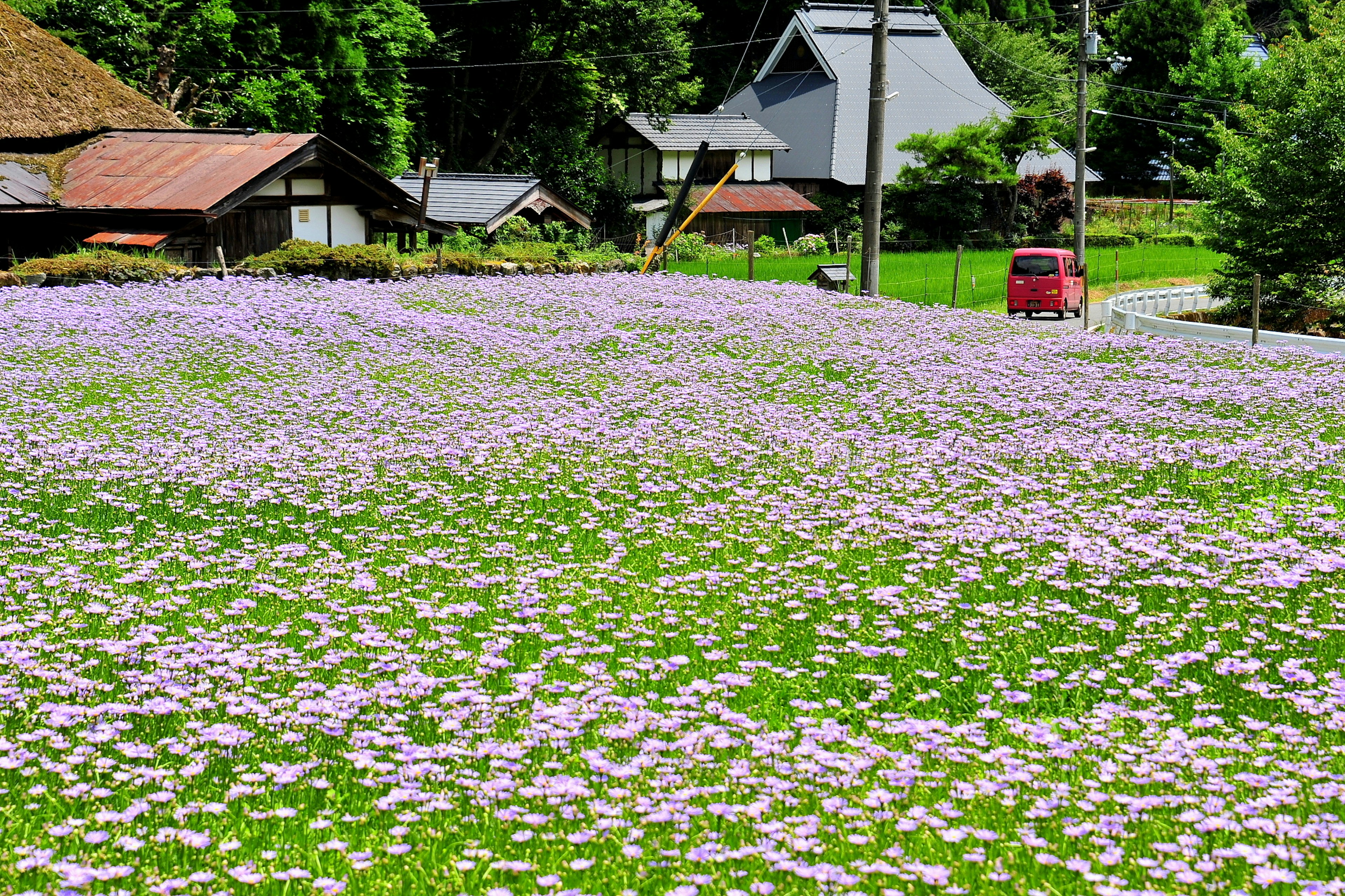 A field of light purple flowers in a green landscape with traditional buildings in the background