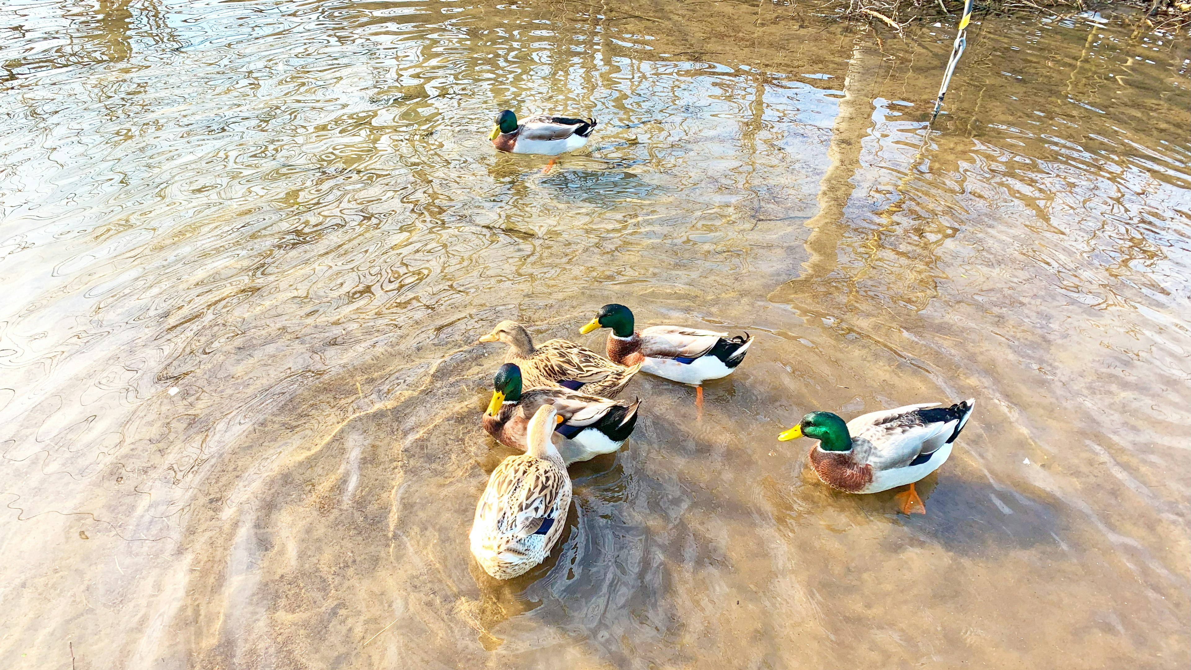 Gruppe von Enten, die auf der Wasseroberfläche schwimmen, umgeben von Natur