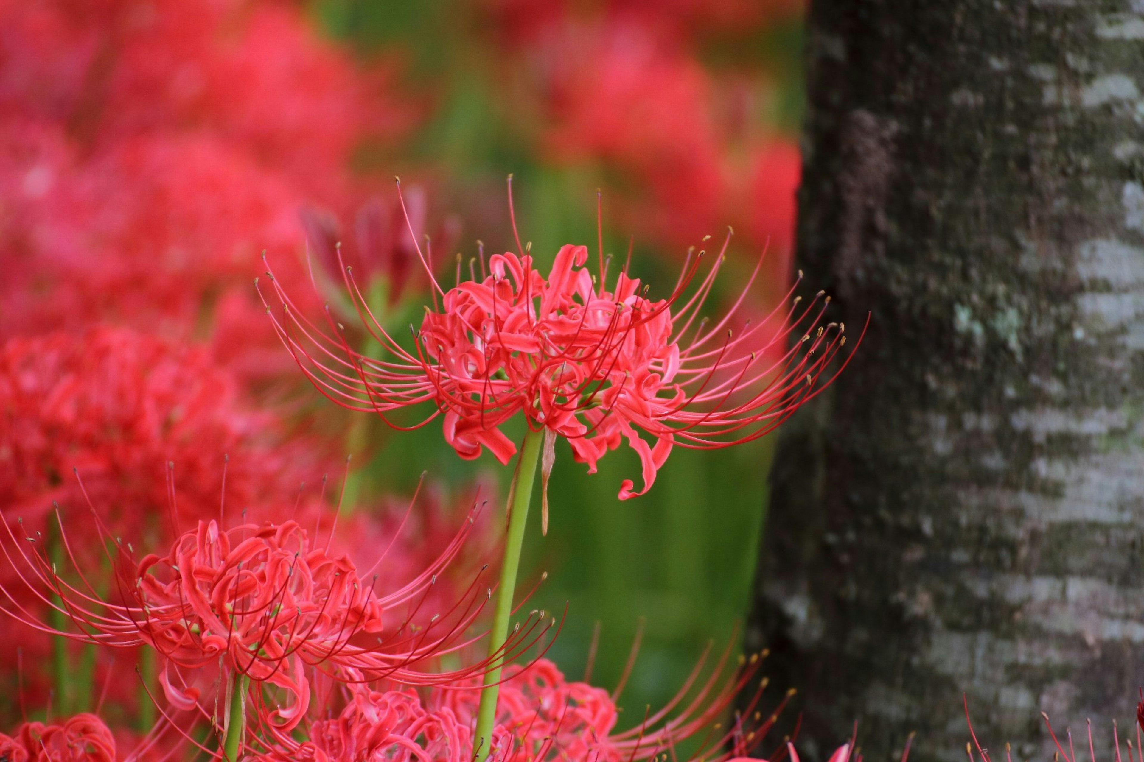 Un groupe de lys araignée rouges en fleurs près d'un tronc d'arbre