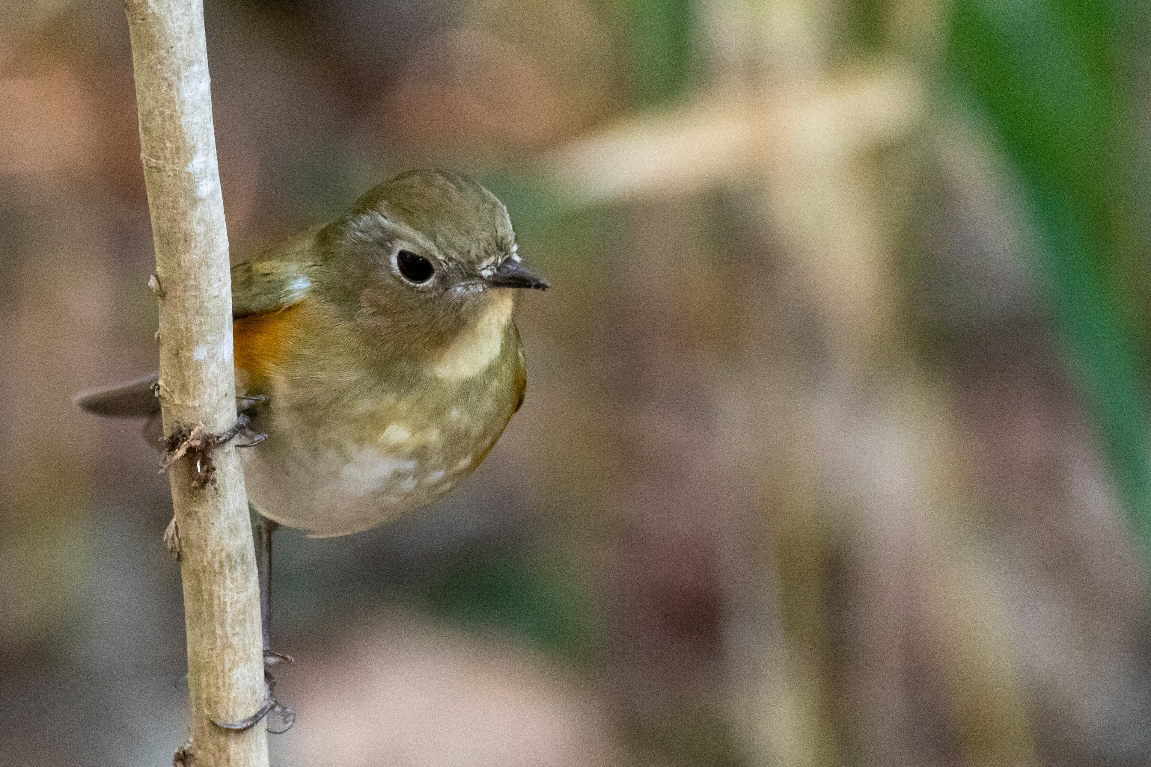 Seekor burung kecil bertengger di dahan dengan warna lembut