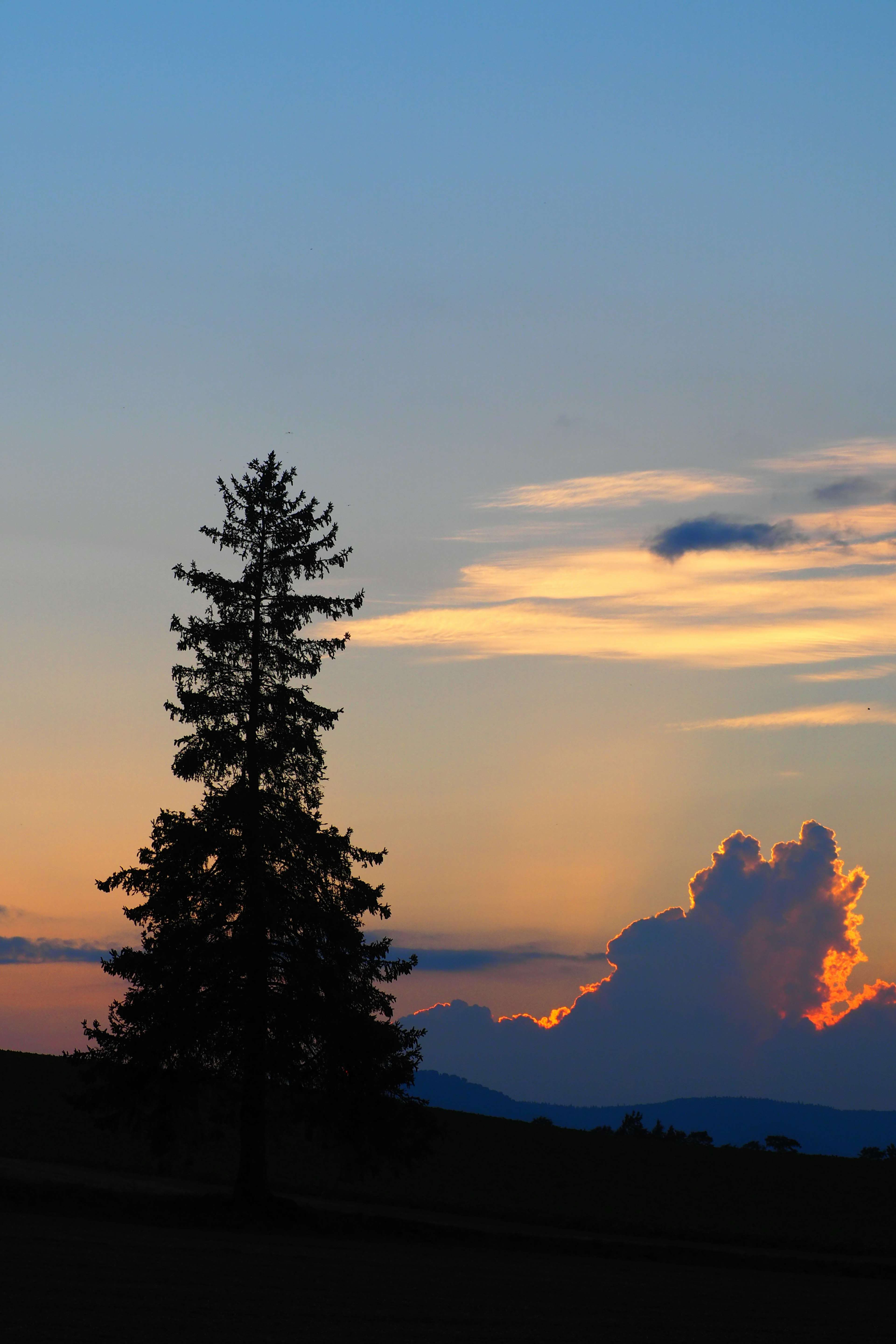 Silhouette of a tree against a sunset sky with clouds