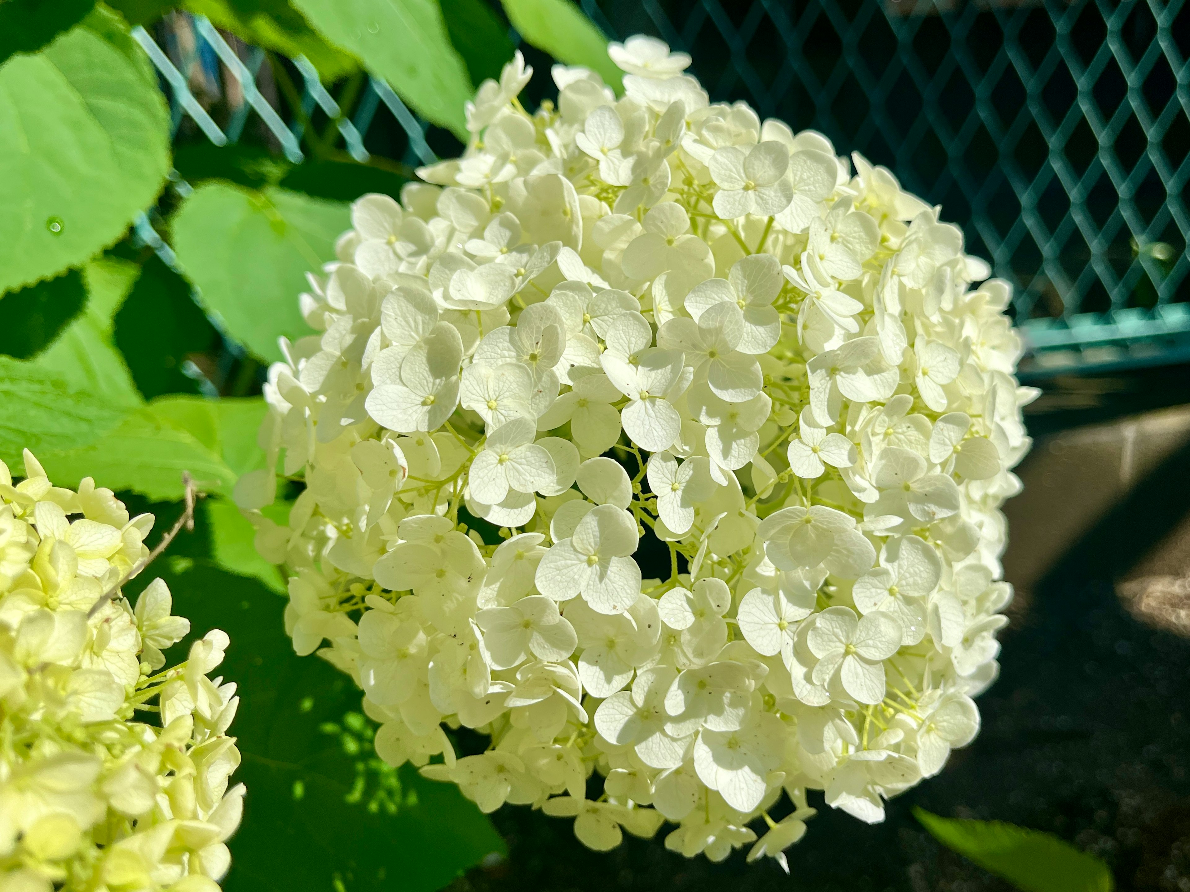 白いアジサイの花が青いフェンスの前に咲いている