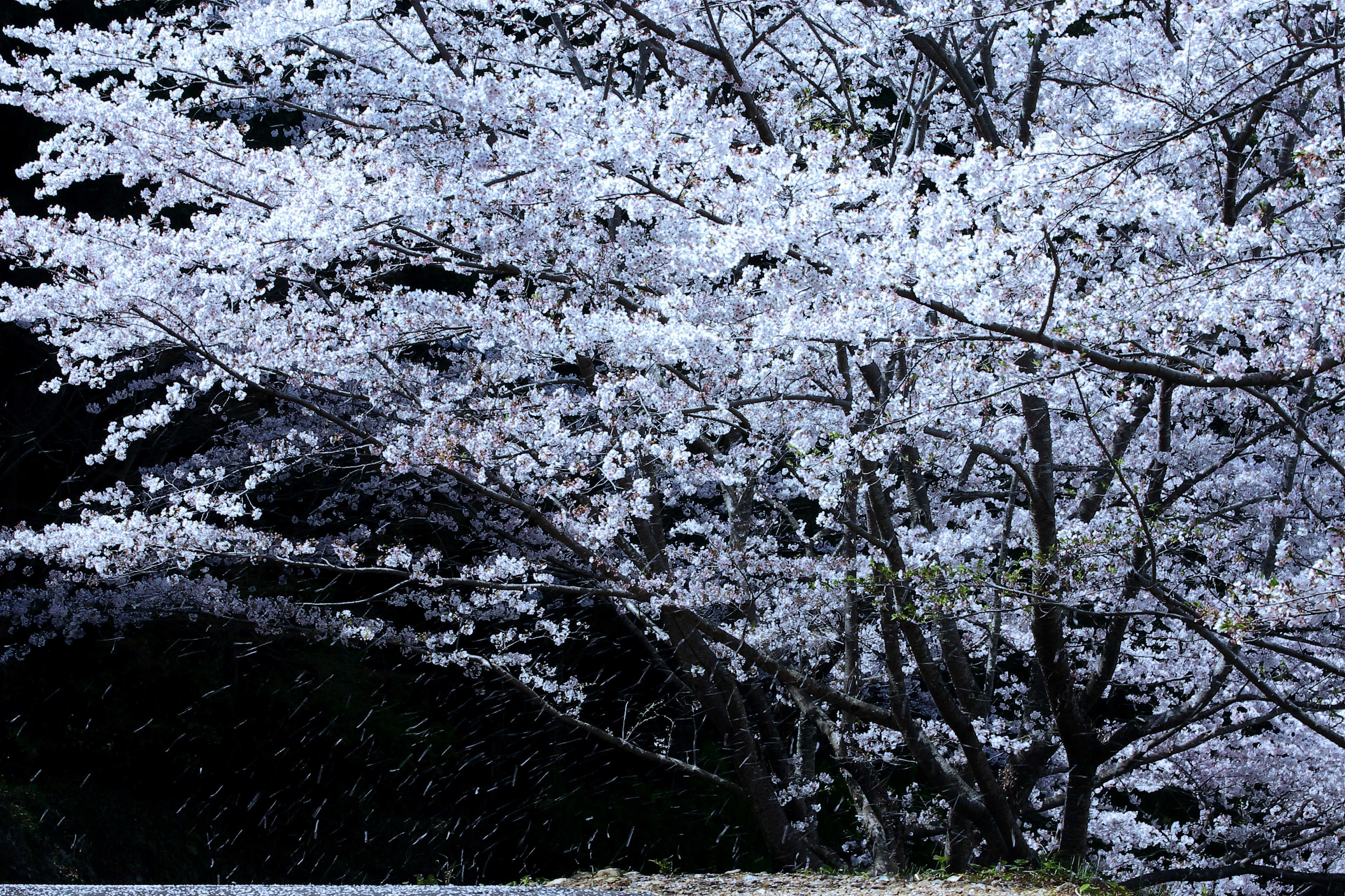 桜の木が満開で白い花が咲いている