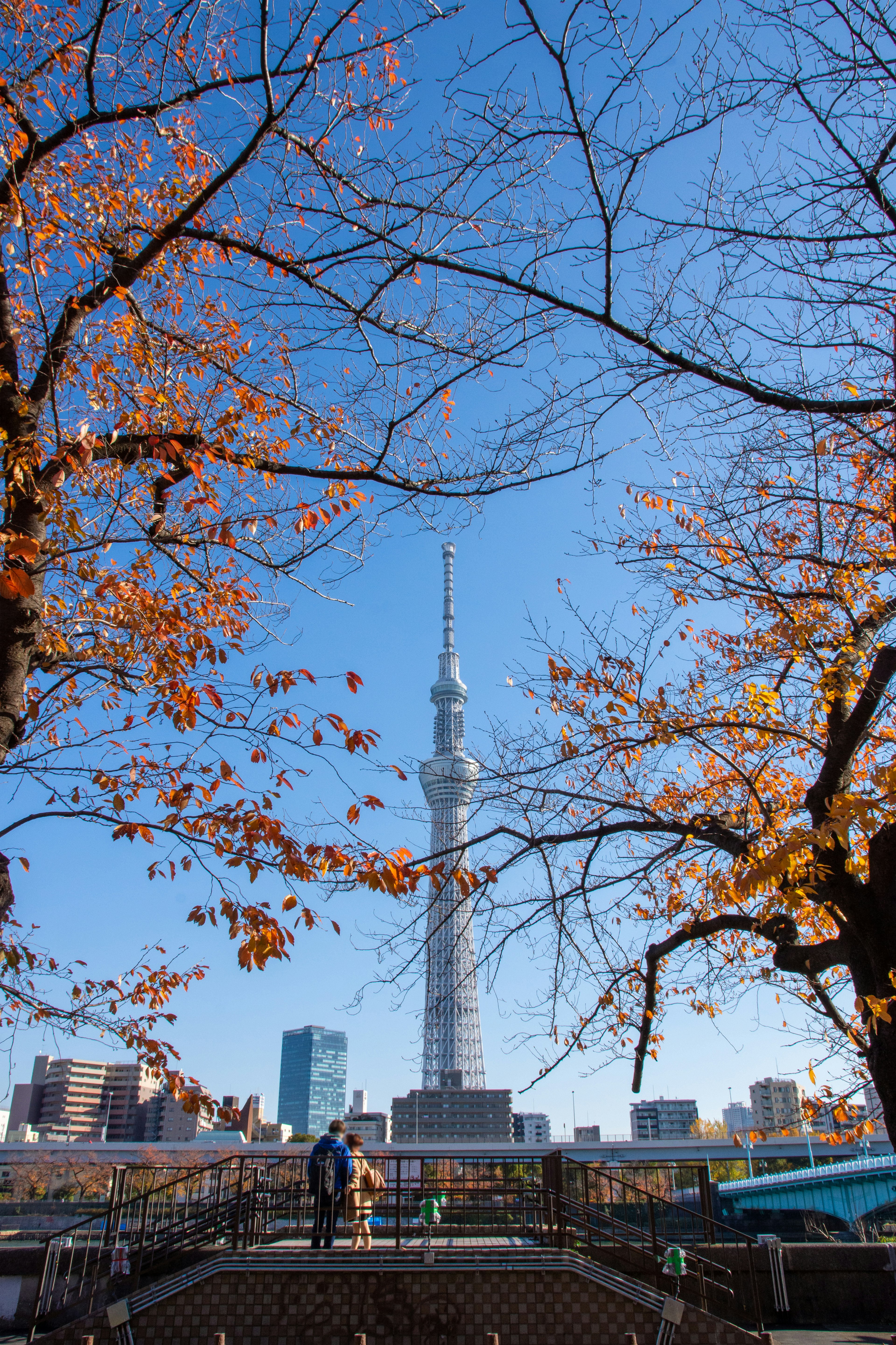 Tokyo Skytree dikelilingi pohon musim gugur