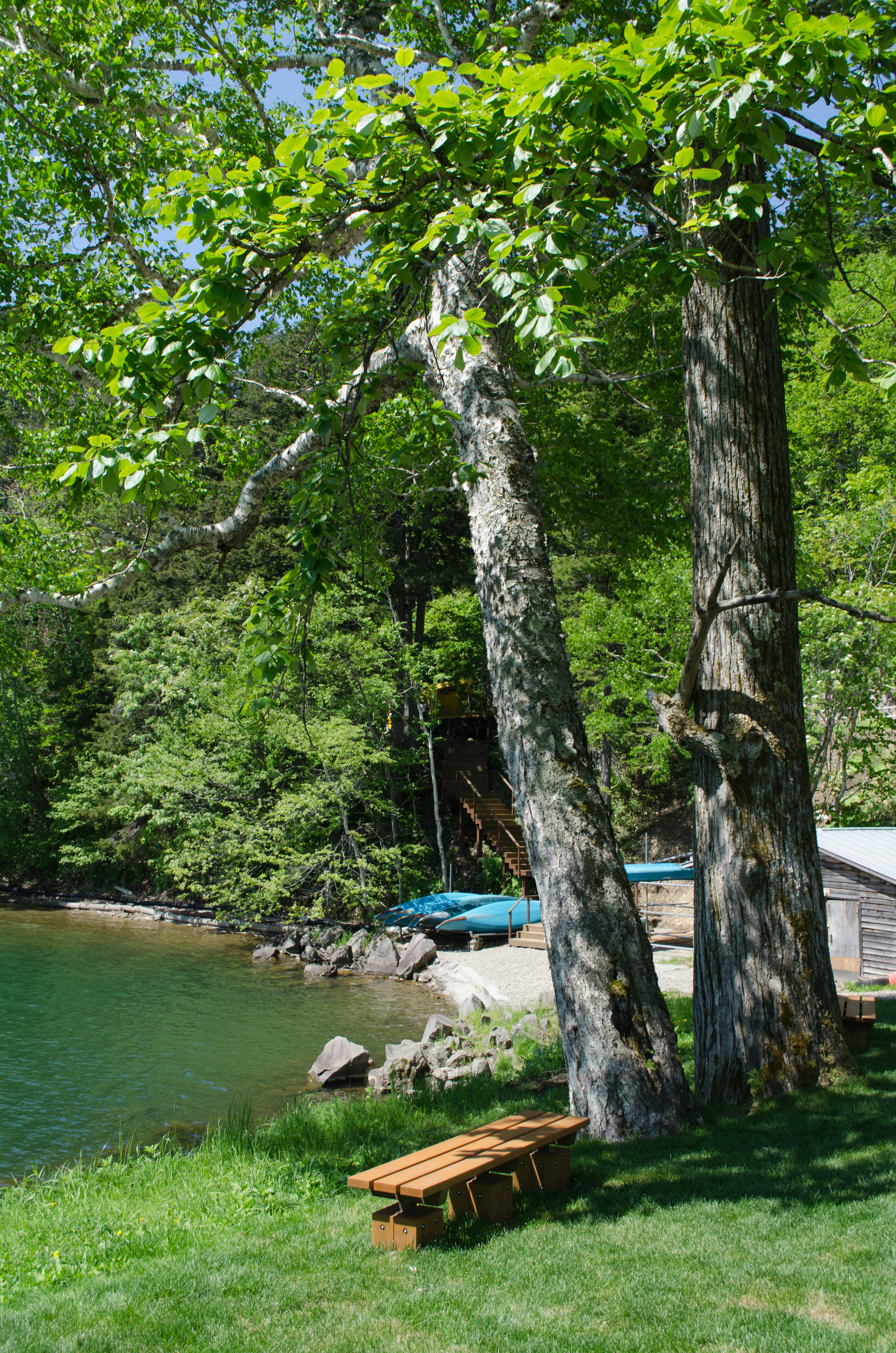 Scenic view of green trees by a tranquil lake