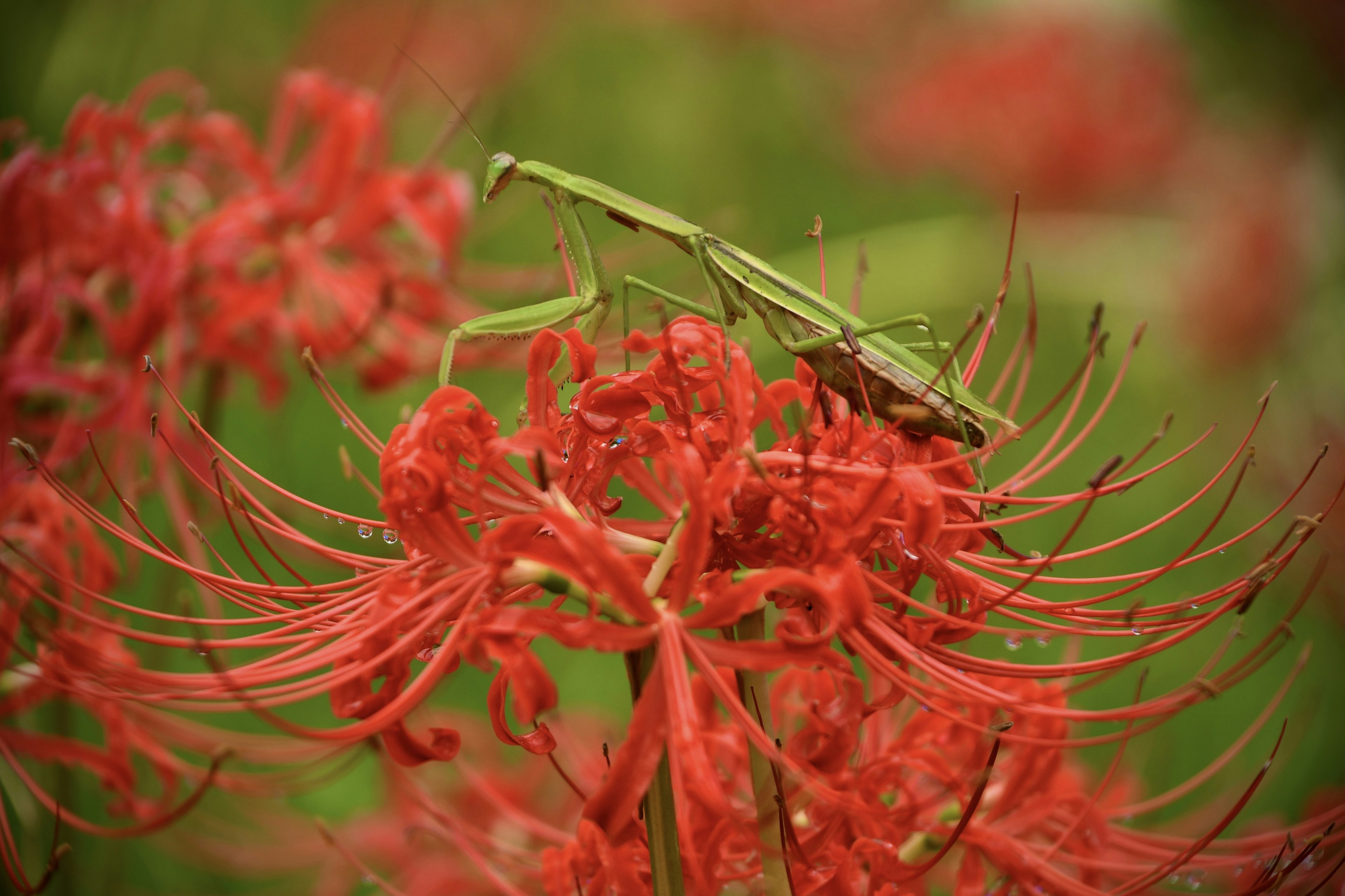 Gros plan d'une sauterelle sur des fleurs rouges