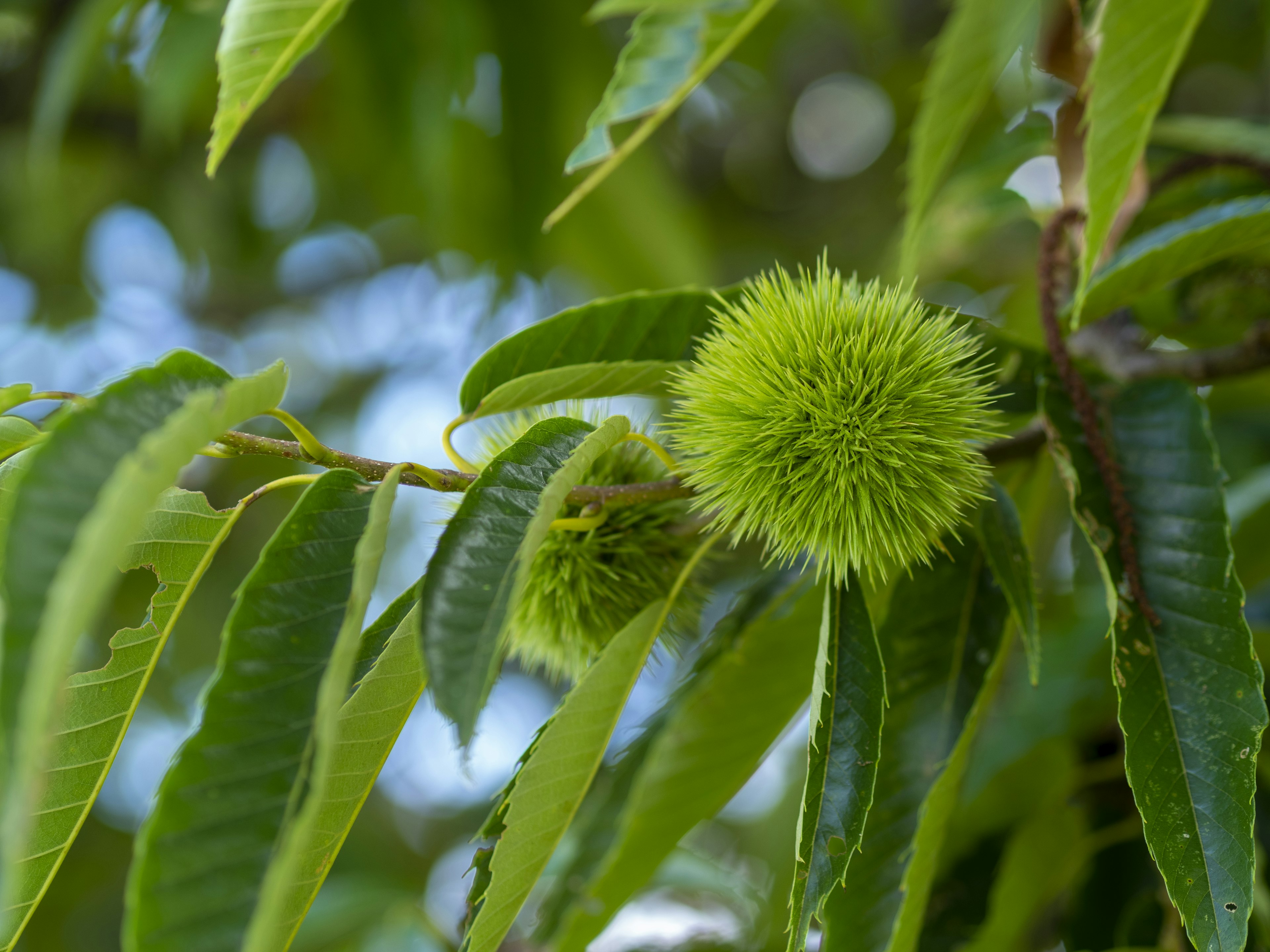 Nahaufnahme einer grünen stacheligen Frucht und Blättern