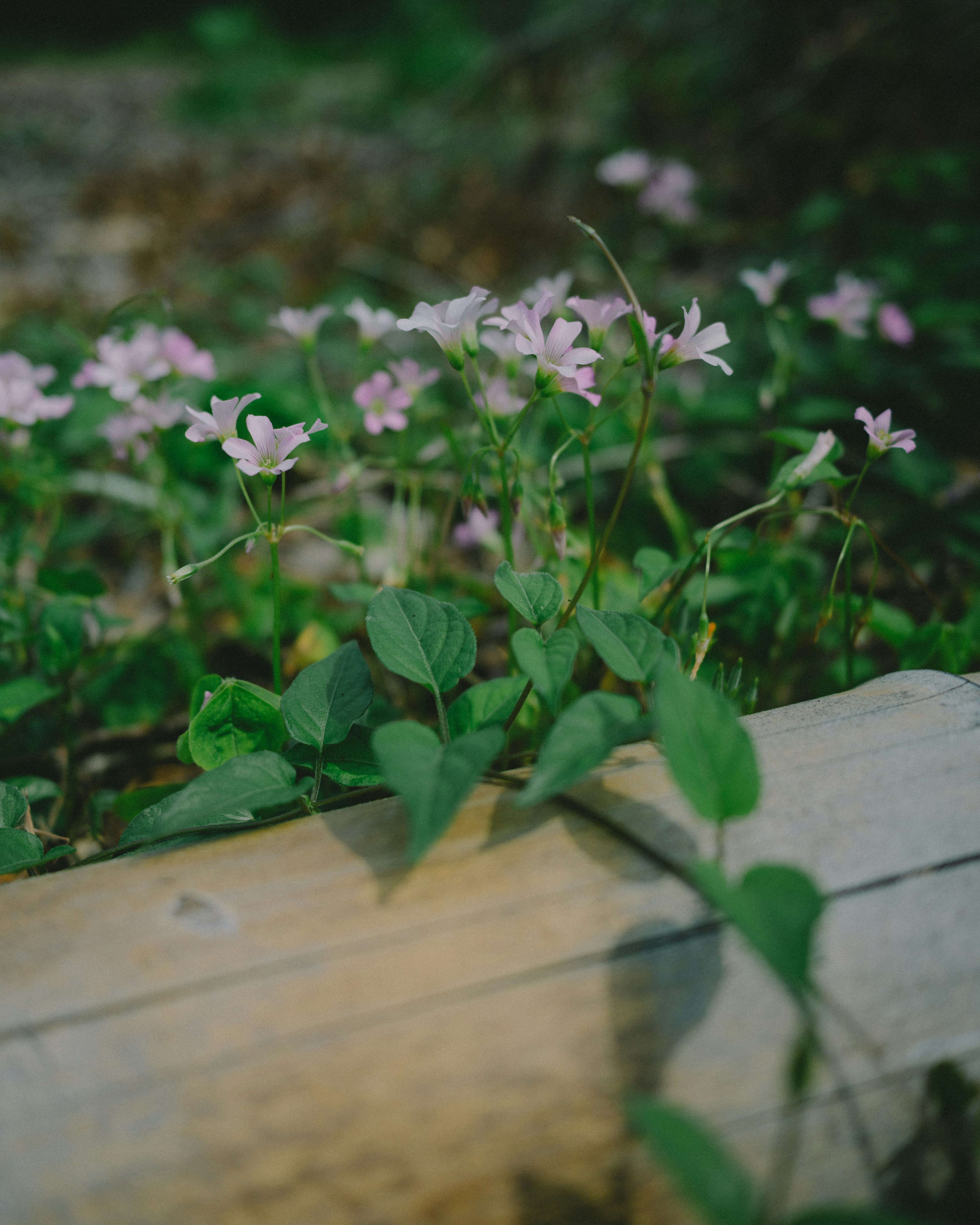 木の上に咲いている淡いピンク色の花と緑の葉