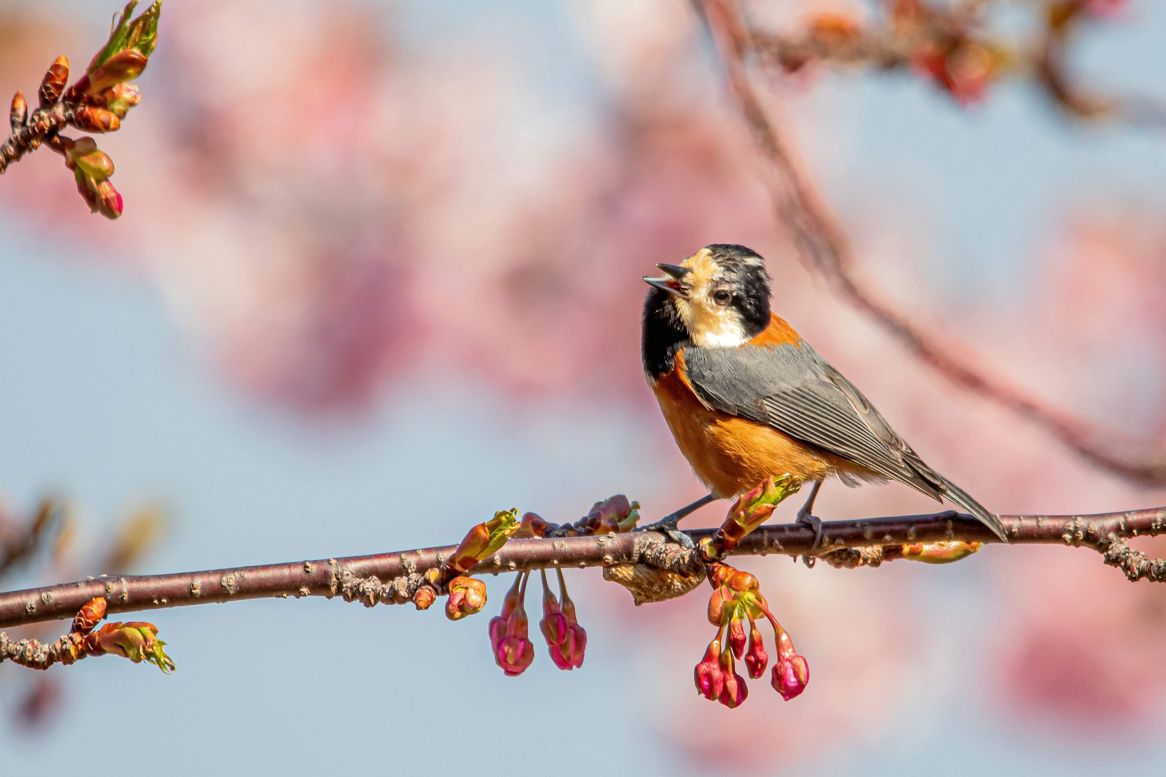 Un pájaro vibrante posado en una rama con flores de cerezo de fondo