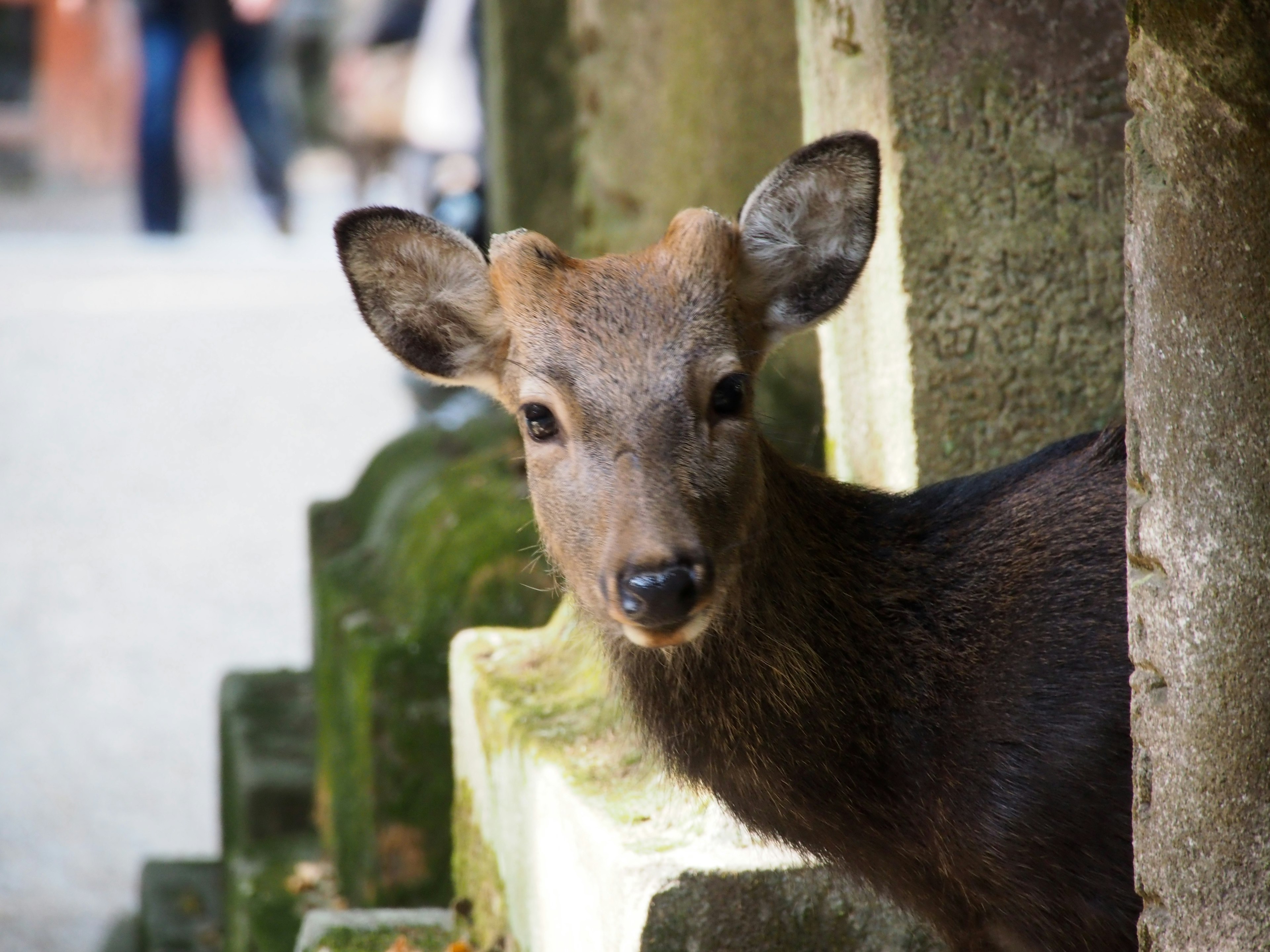 A deer peeking through a stone wall