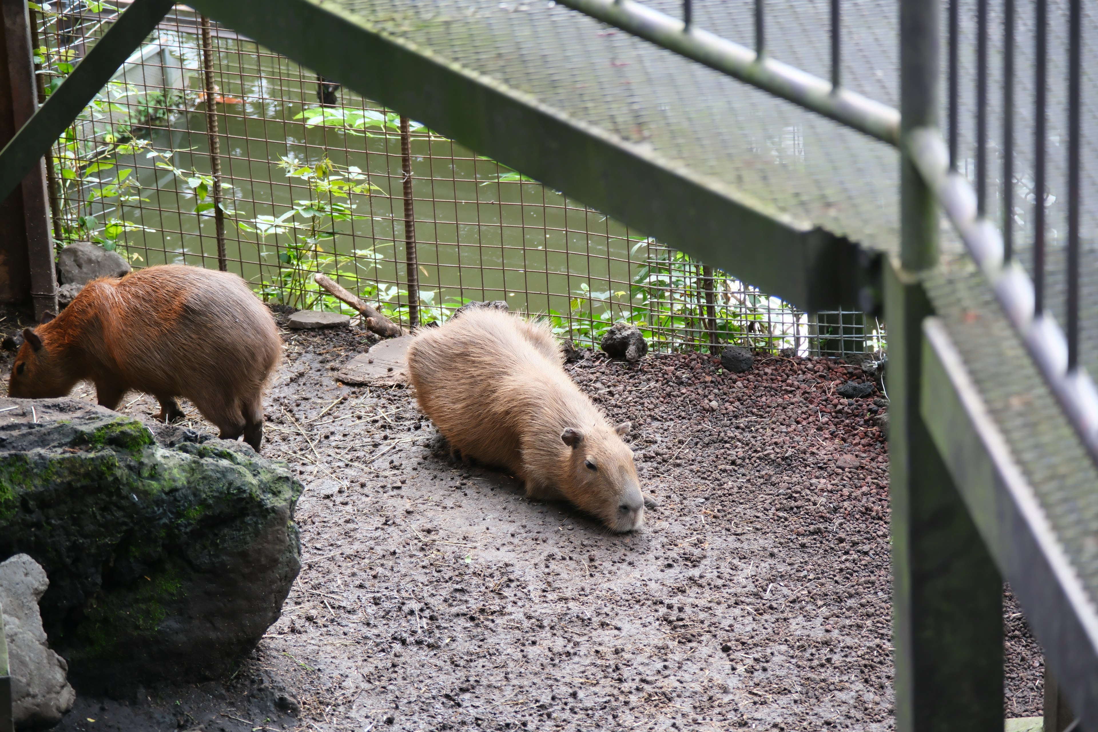 Capybaras ruhend in einem Zoo-Gehege mit natürlicher Umgebung