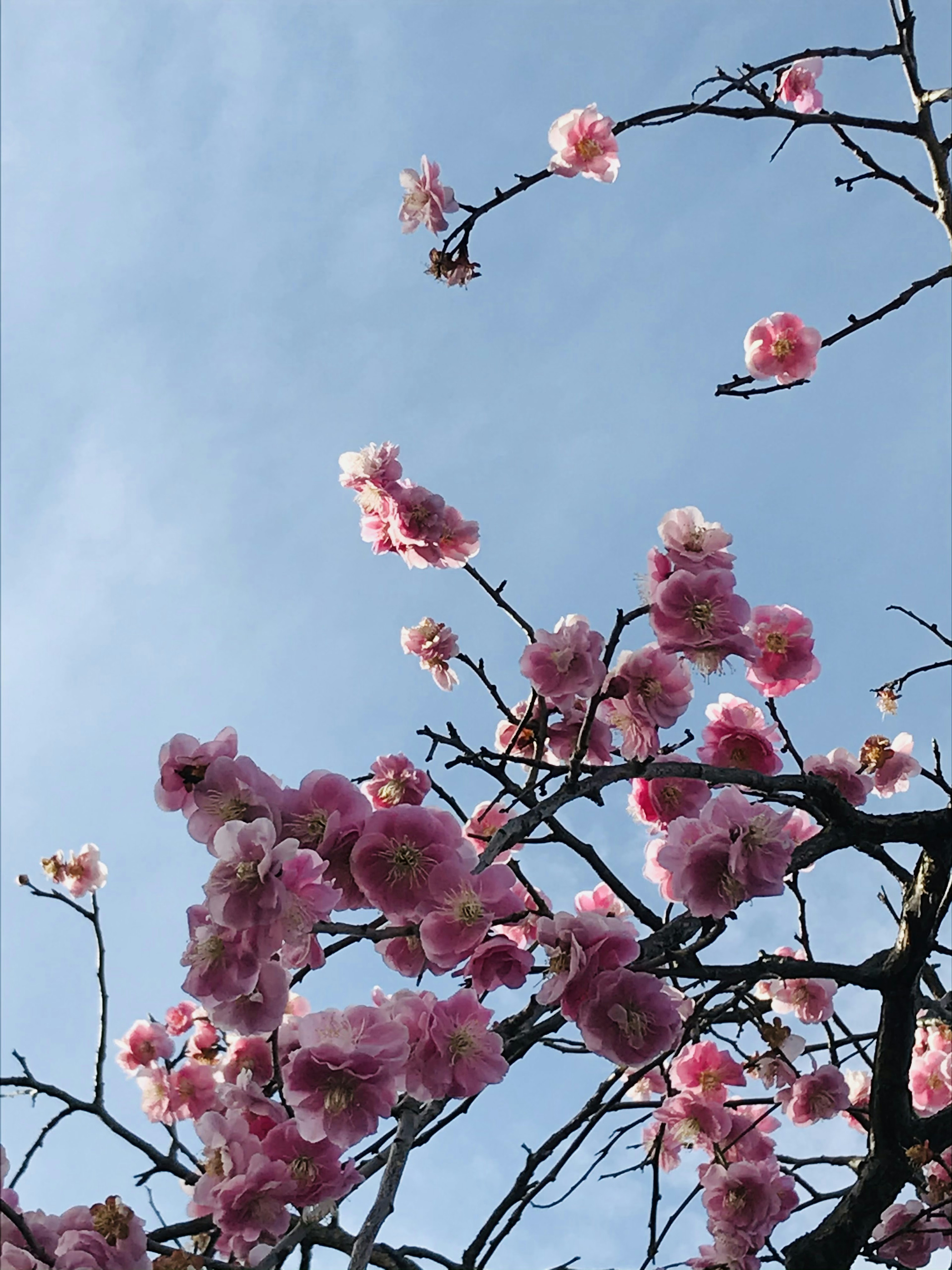 藍天背景下的櫻花樹枝和粉色花朵