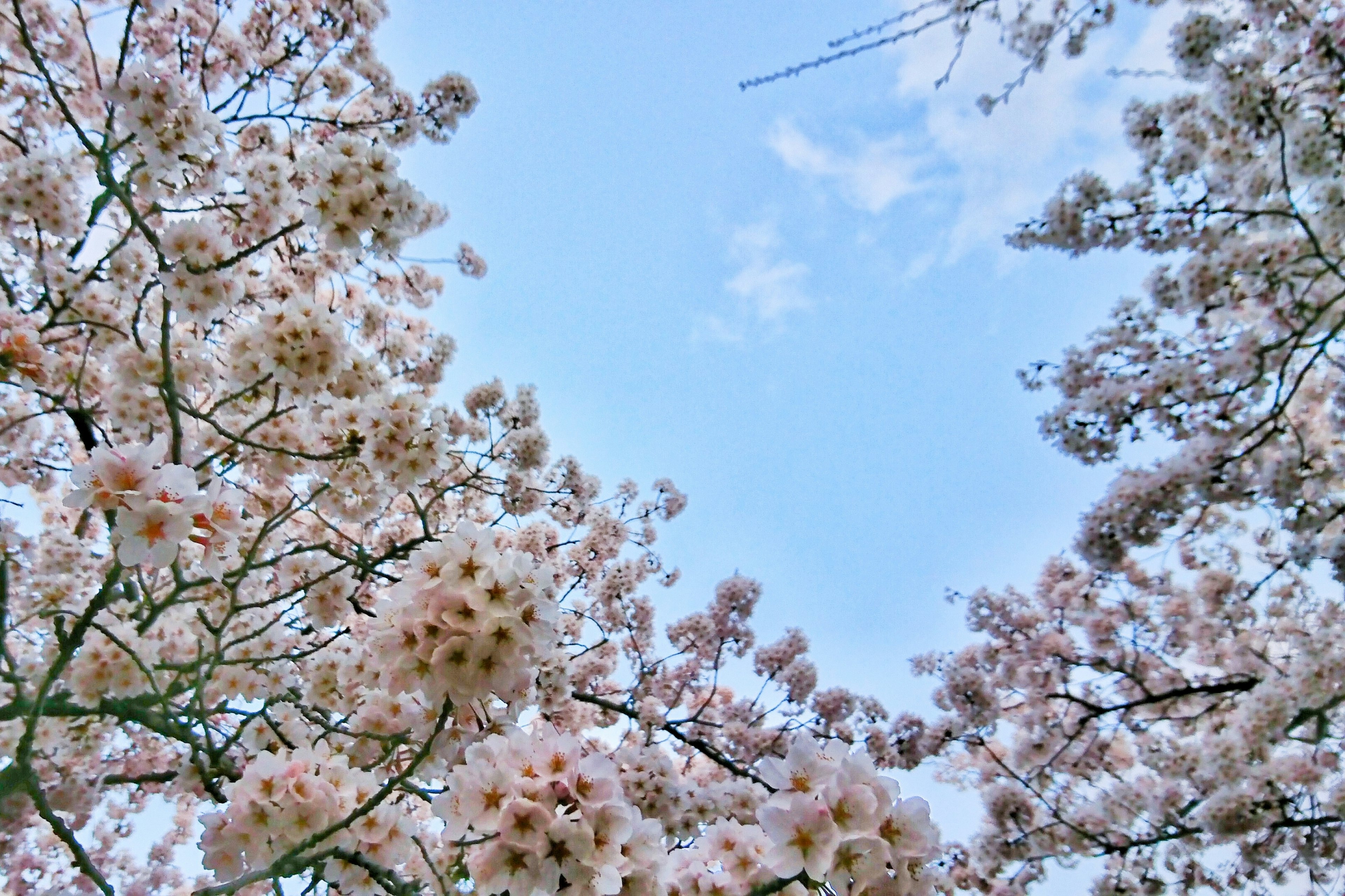 Bunga sakura mekar penuh di latar belakang langit biru