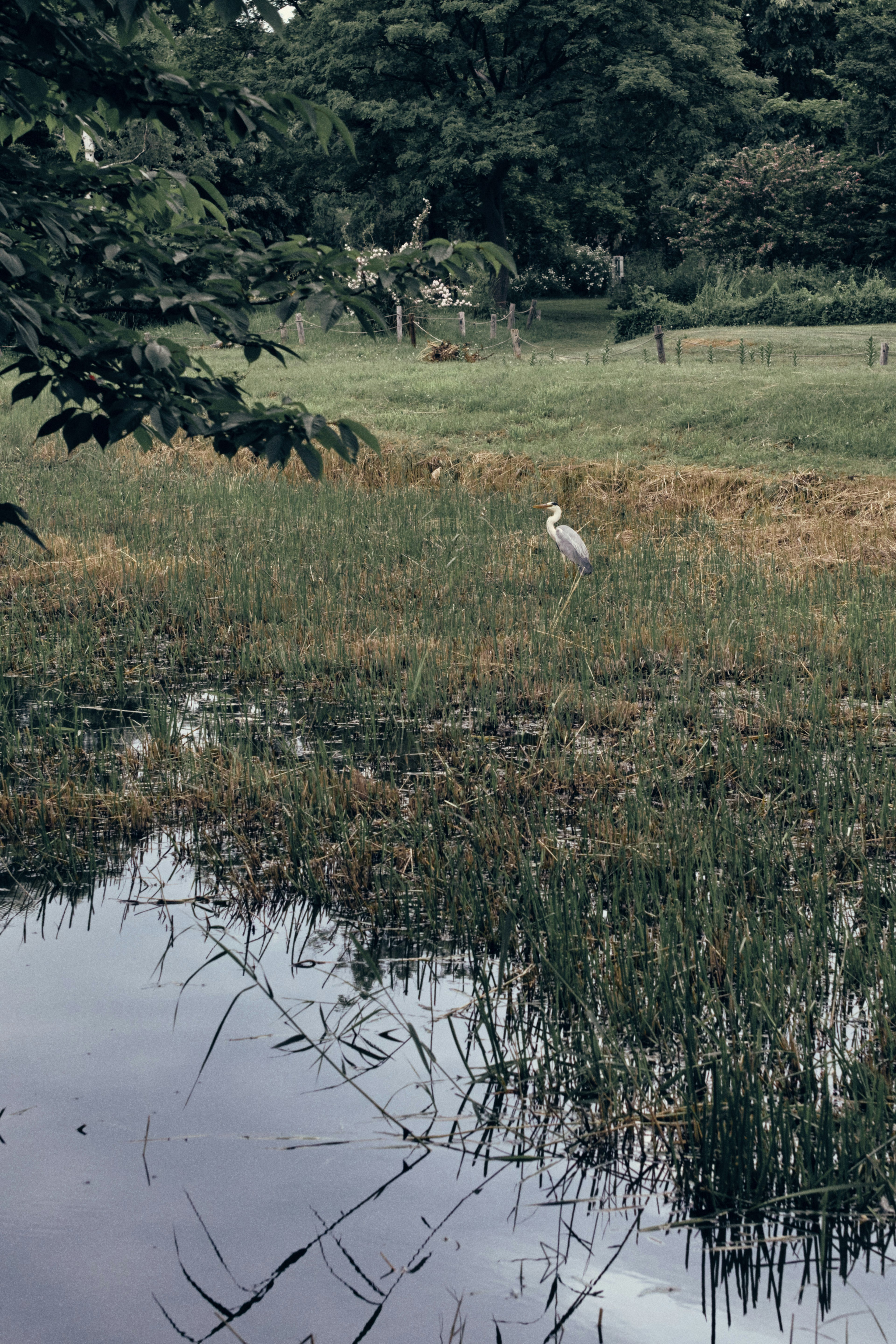 Una garza blanca de pie en un humedal con superficie de agua tranquila