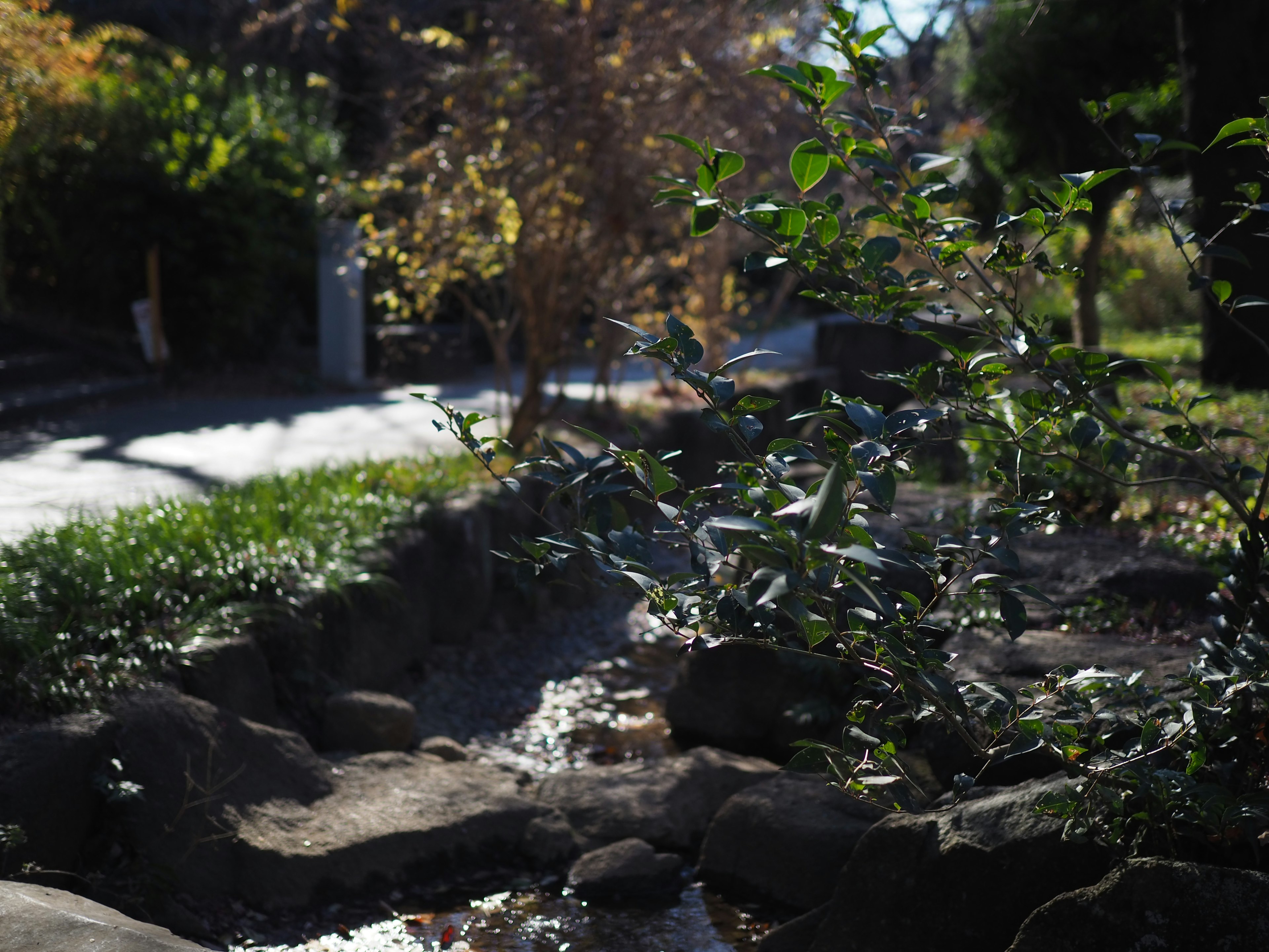 Giardino con piante verdi e un piccolo ruscello su rocce