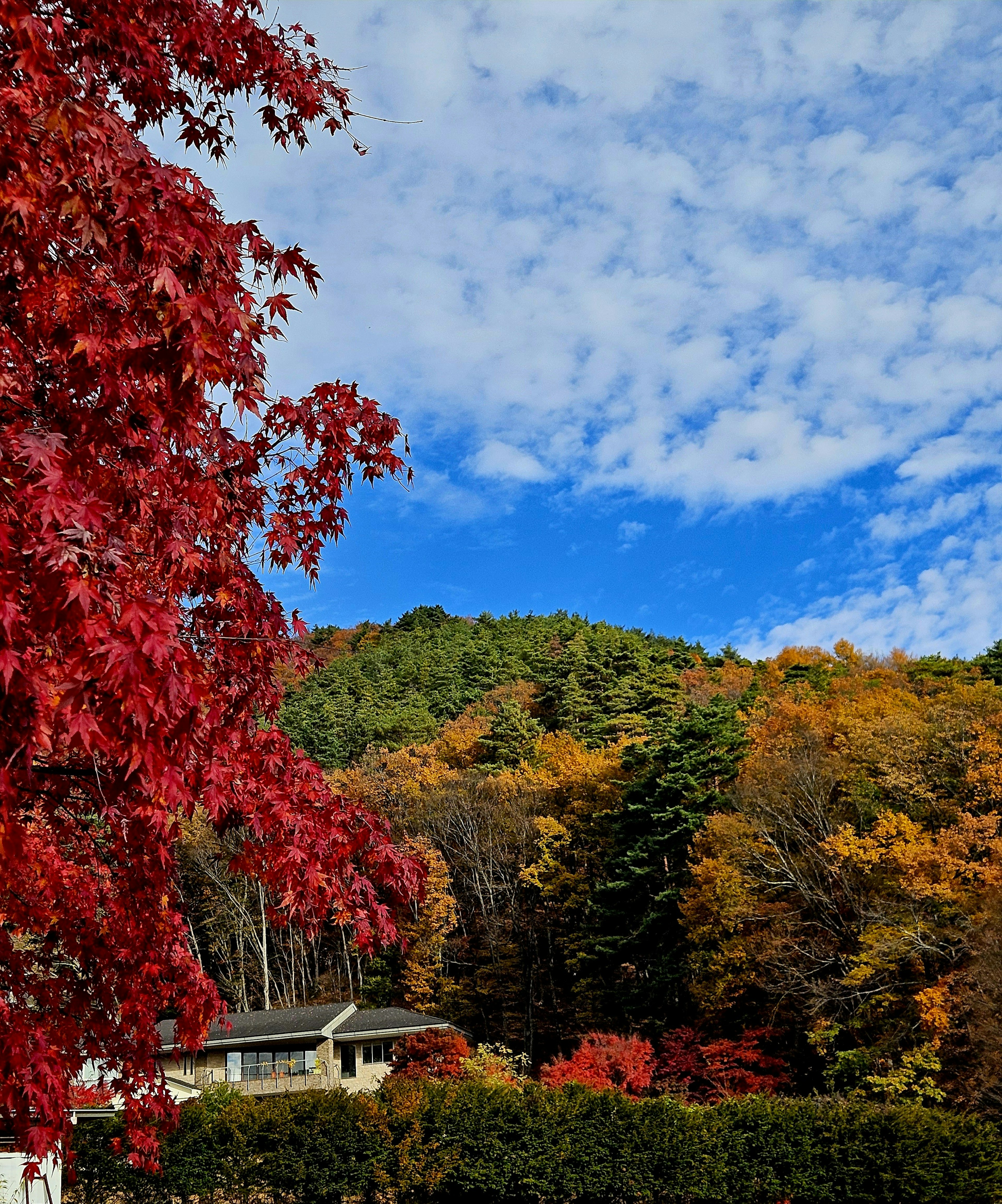 Herbstlandschaft mit lebhaften roten Blättern und blauem Himmel