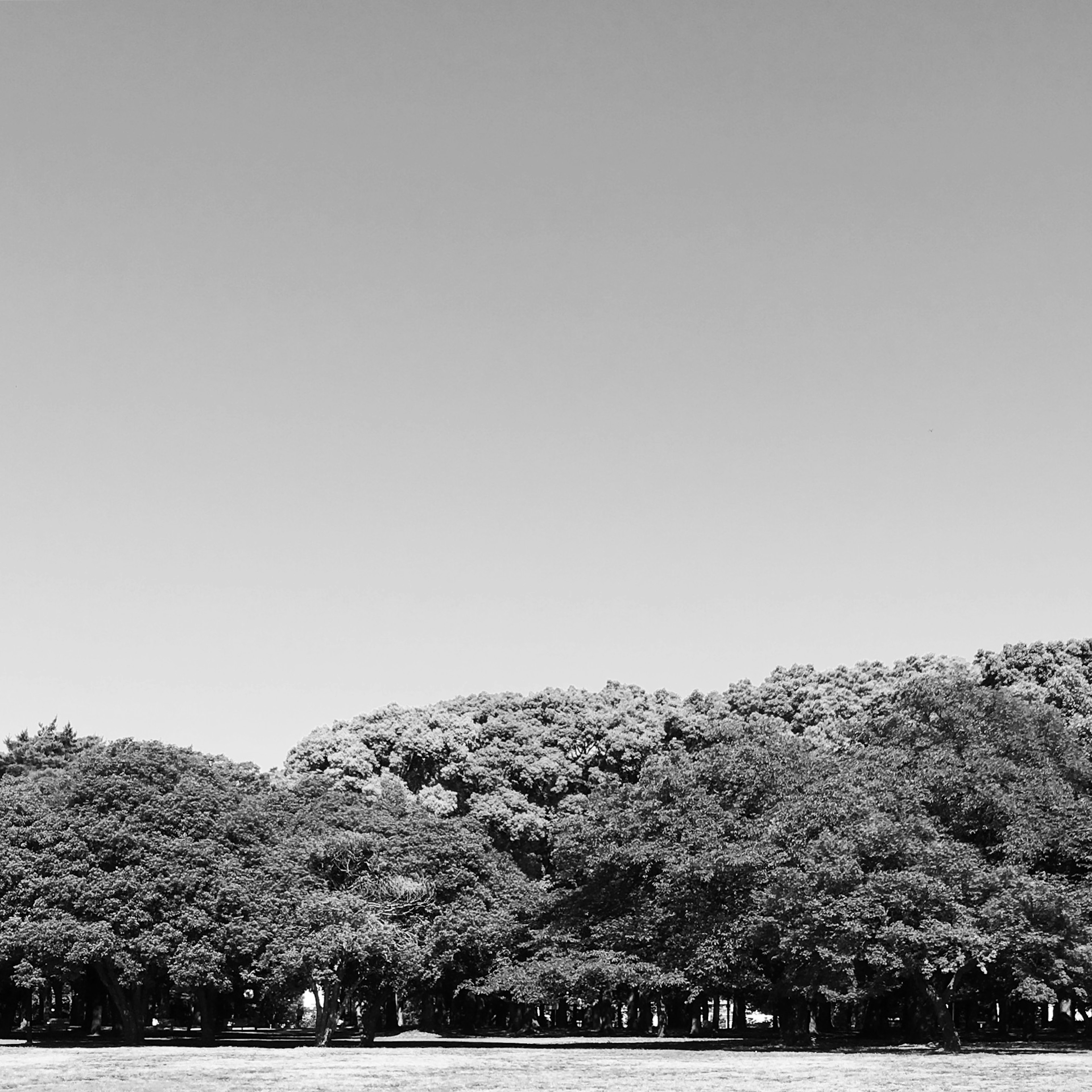 Paisaje en blanco y negro con una densa fila de árboles y cielo despejado