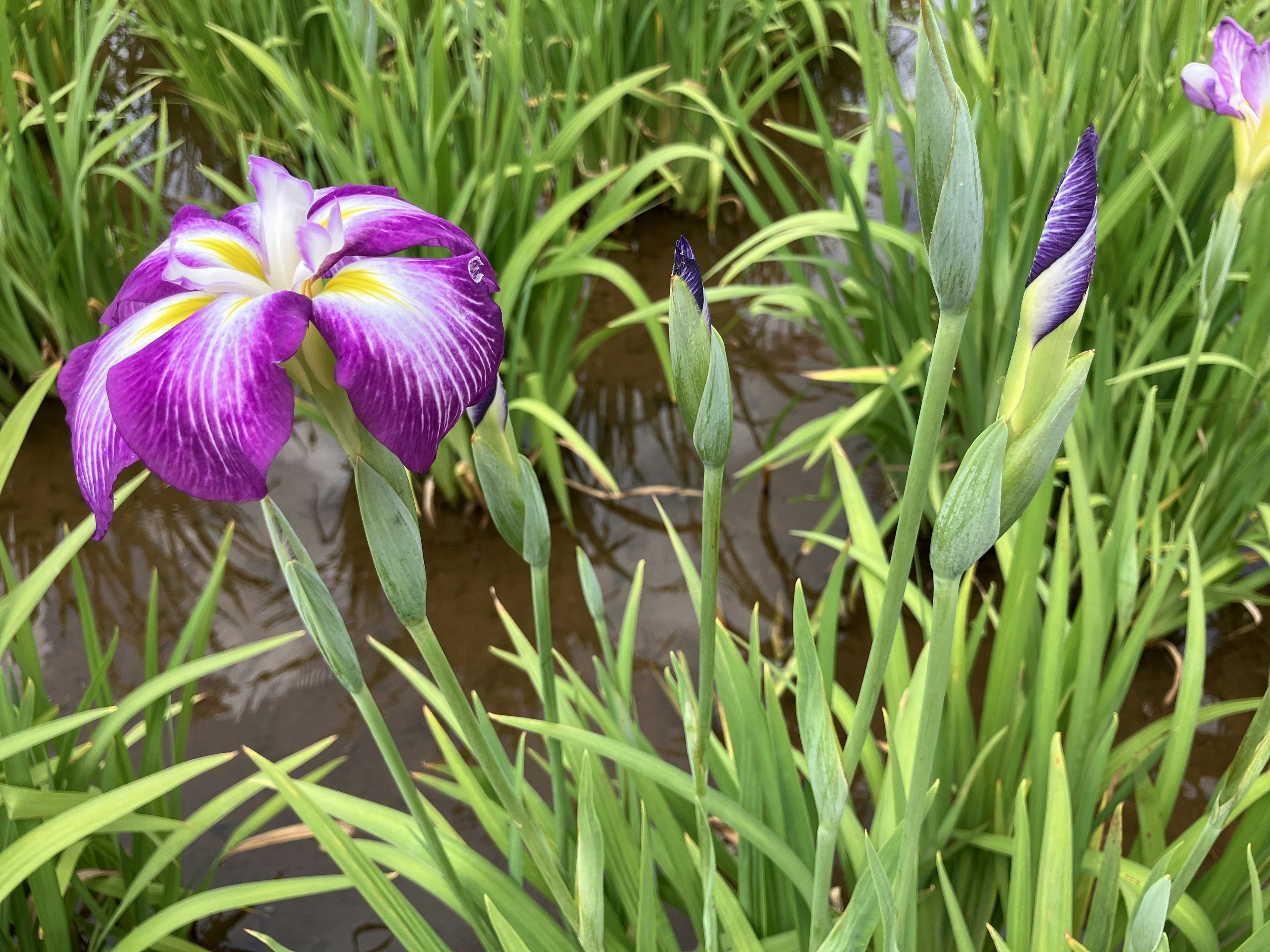 紫色の花が咲くアイリスの群生が水辺に広がる