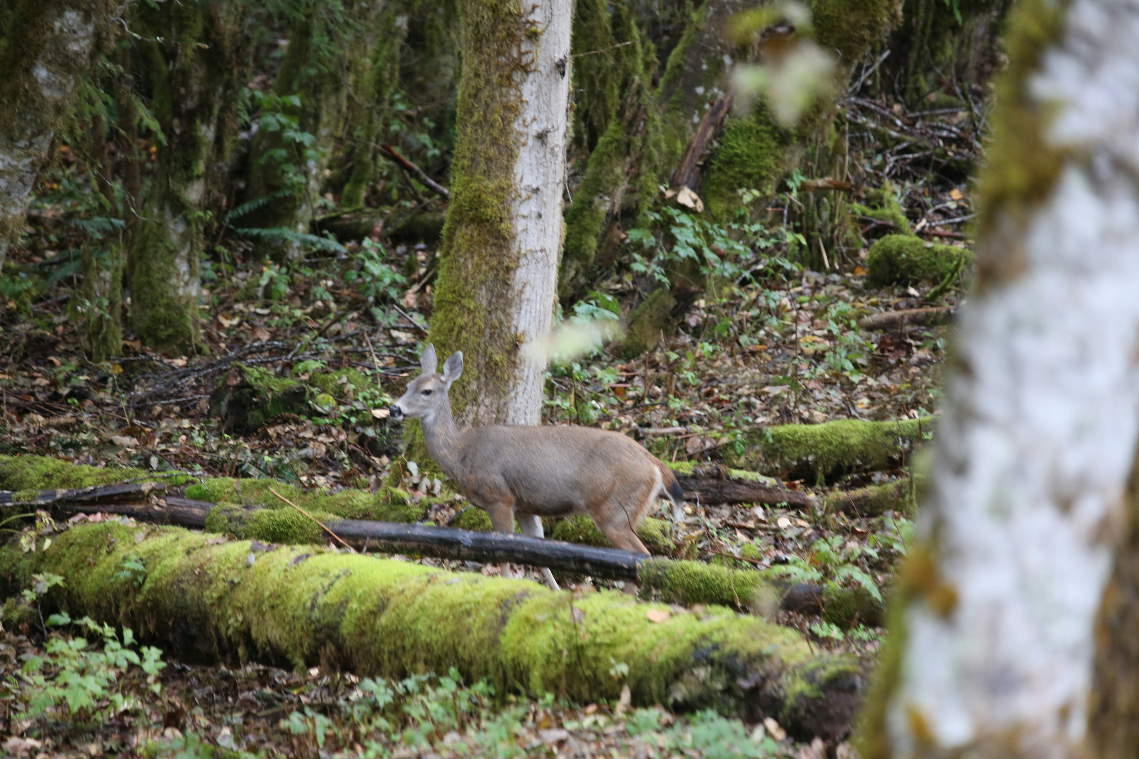 Ein kleines Reh in einem Wald zwischen den Bäumen