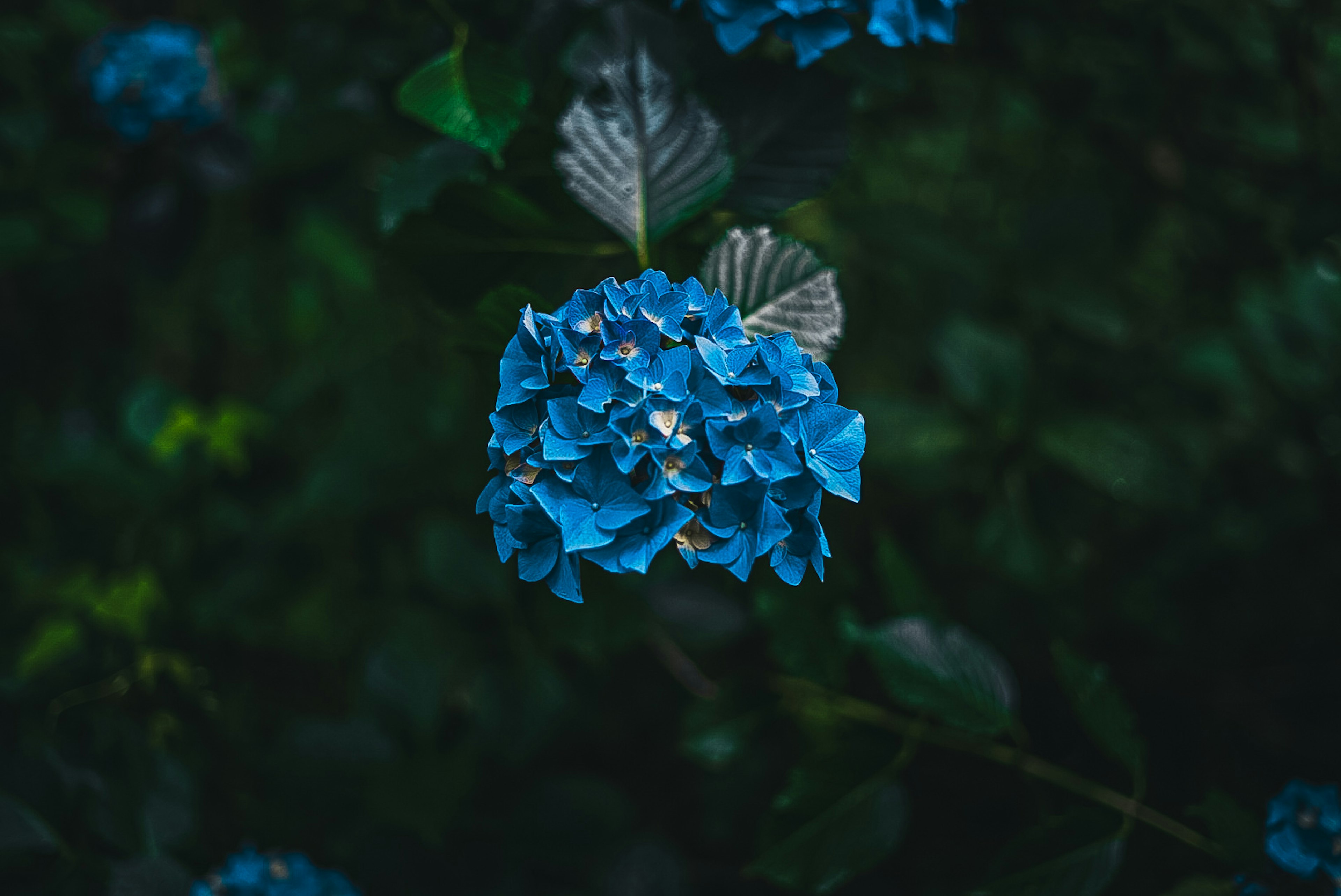 Una bella foto di un fiore di ortensia blu su uno sfondo scuro