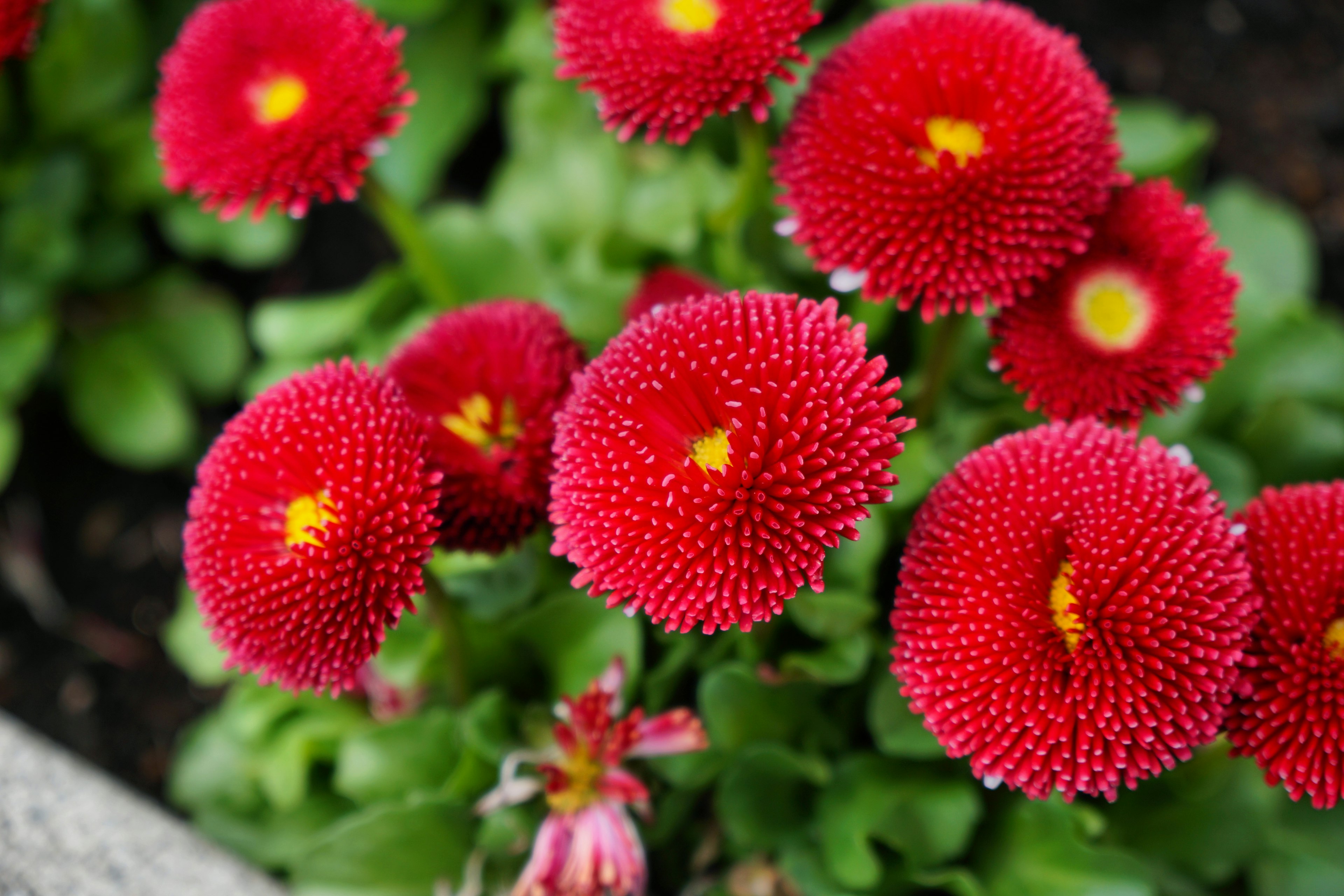 Primer plano de flores rojas brillantes con centros amarillos rodeadas de hojas verdes