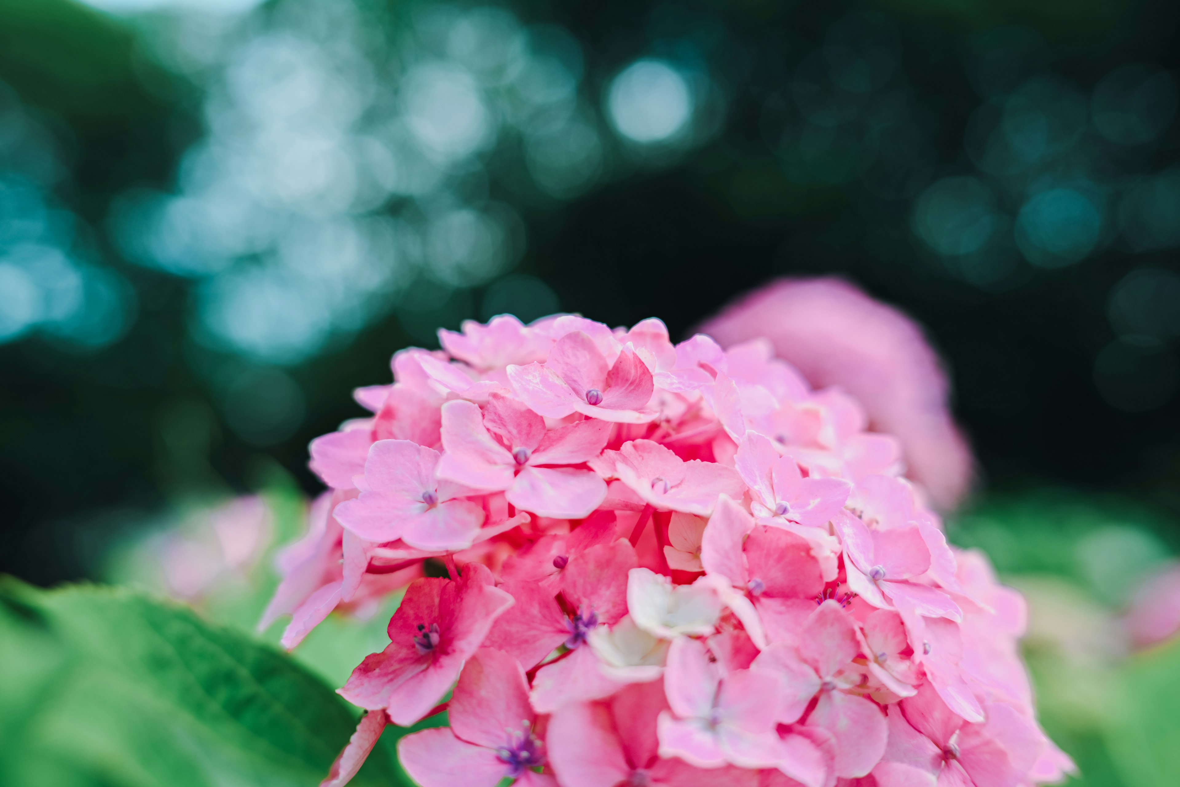 Bunga hortensia merah muda yang cerah sedang mekar