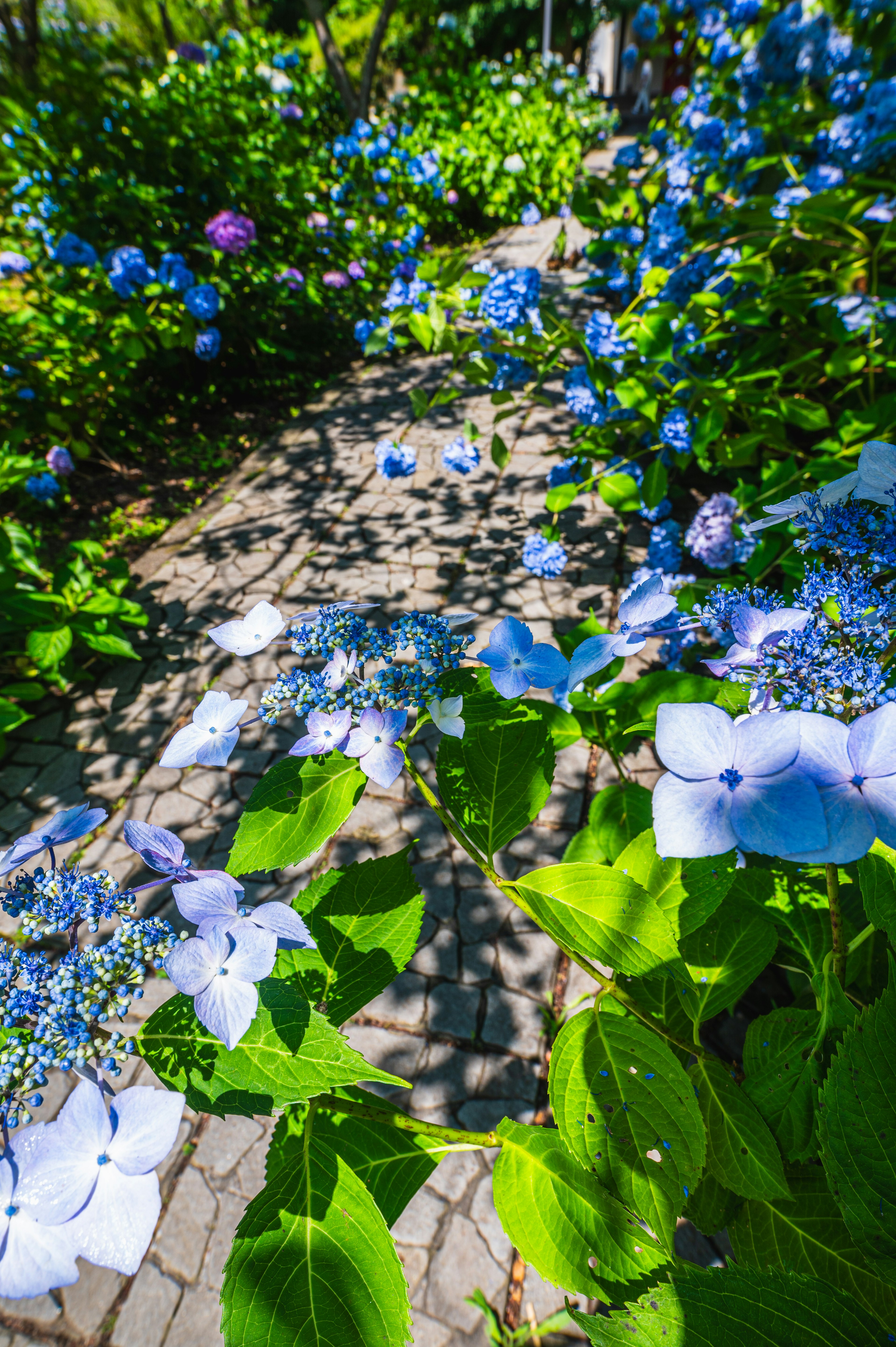 青い紫陽花の花が咲き乱れる小道の風景