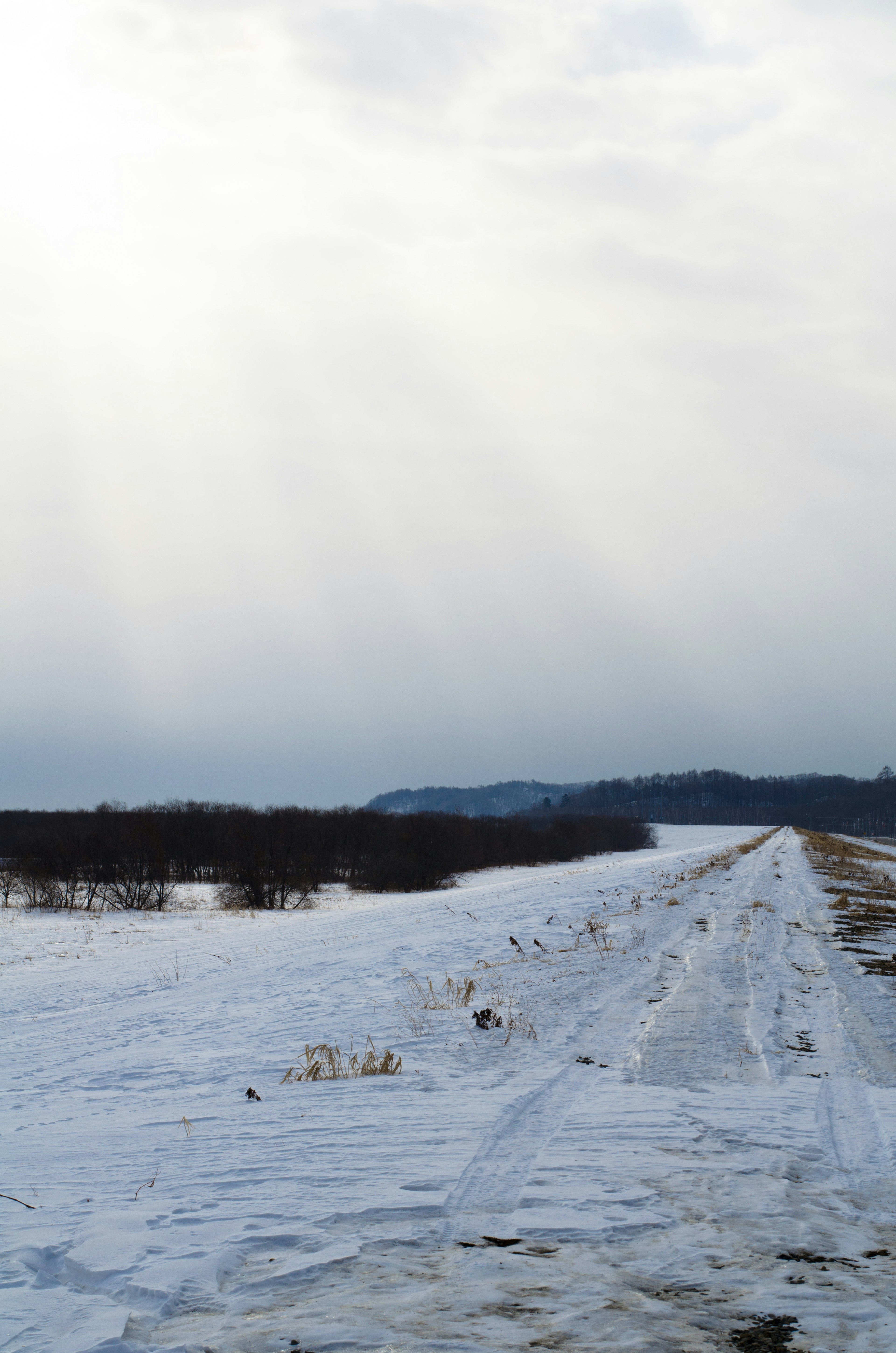 Chemin enneigé avec une lumière douce filtrant dans un paysage d'hiver