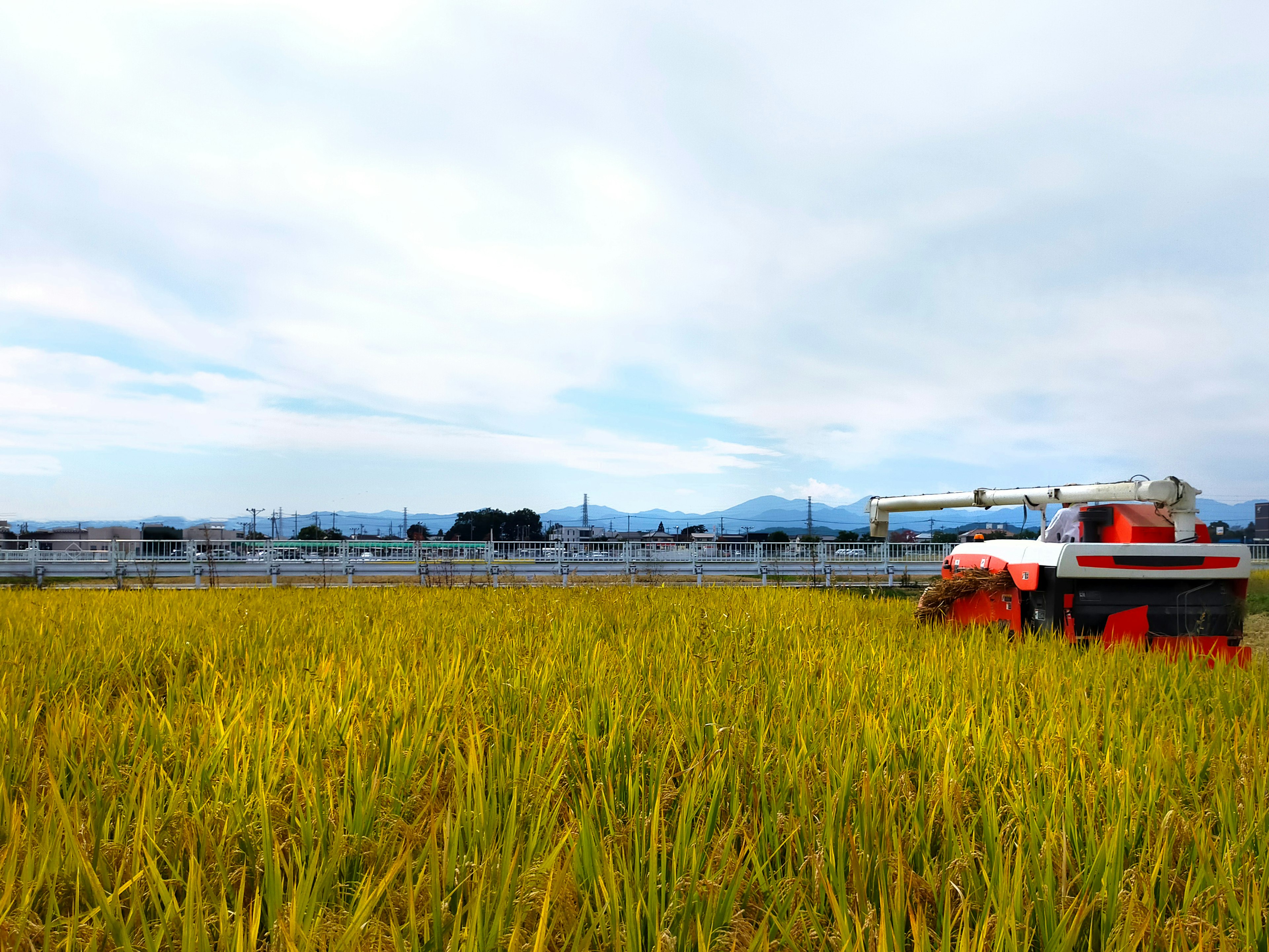 Red tractor harvesting rice in a field with golden rice plants