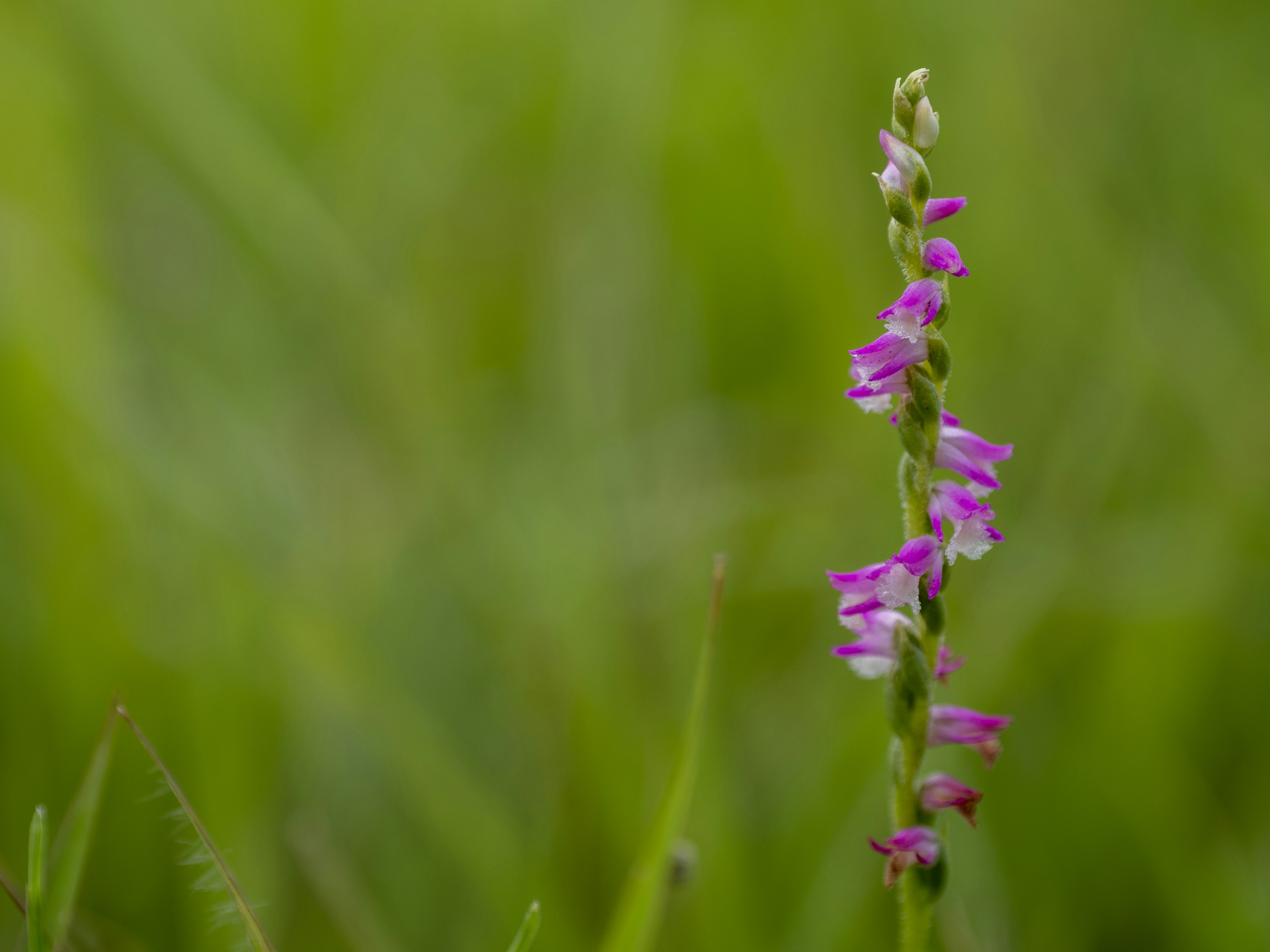 A plant with purple flowers against a green background