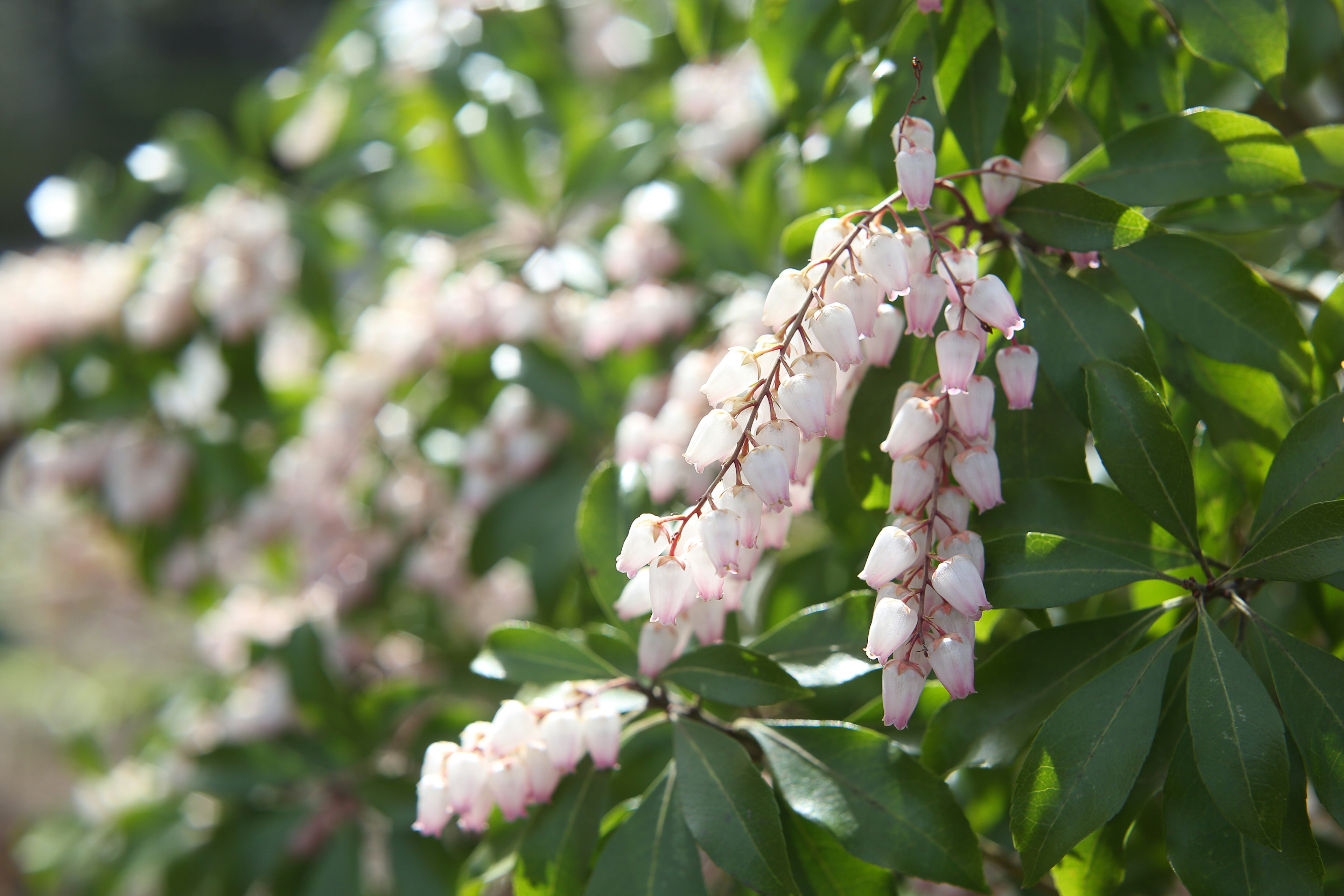 Close-up of light pink flowers on a plant surrounded by green leaves