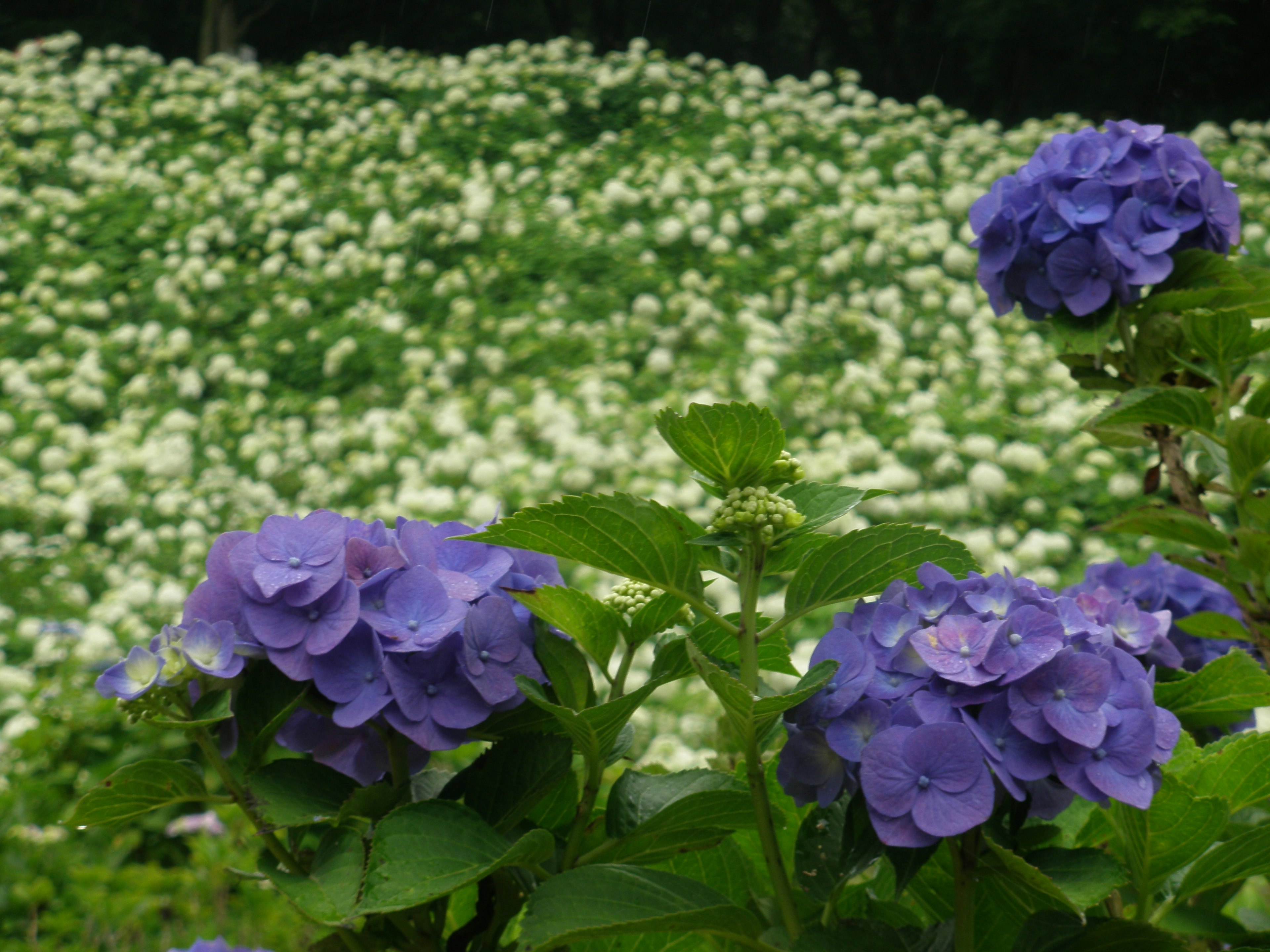 Fiori di ortensia viola in primo piano con uno sfondo lussureggiante di fiori bianchi