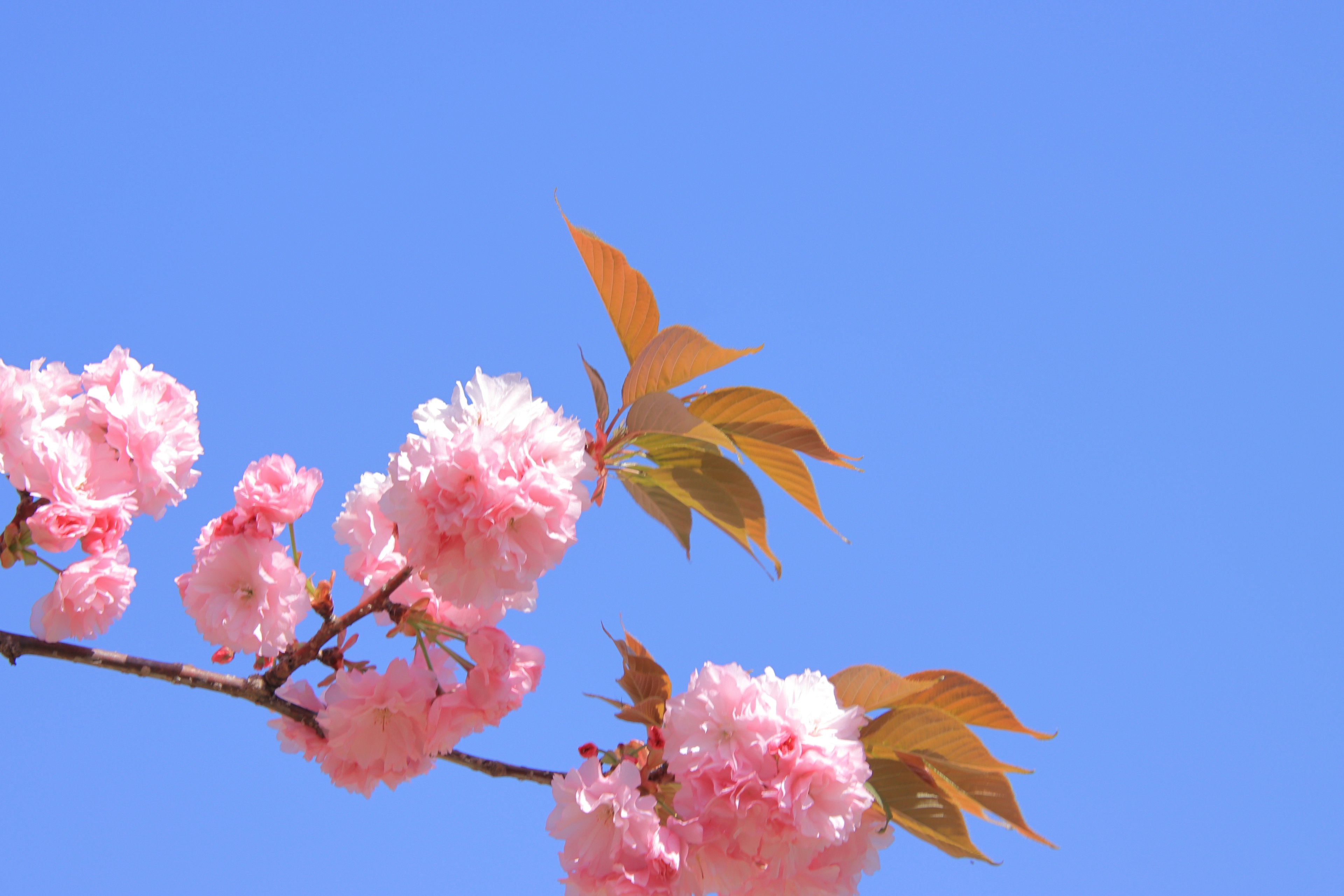 Fiori di ciliegio e nuove foglie verdi contro un cielo blu